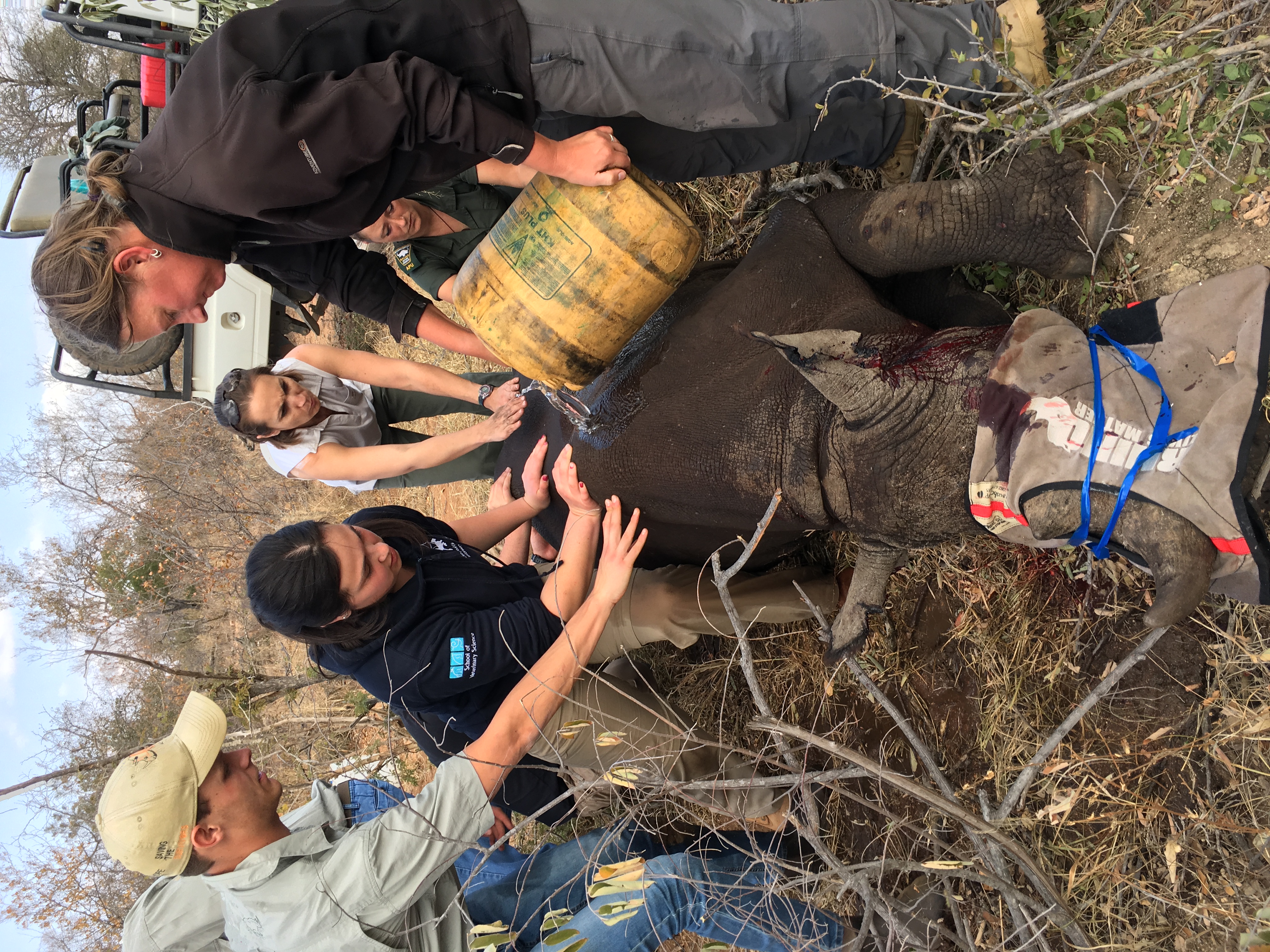 Wildlife veterinary trip to africa for universities - Veterinary Field Trip - School group assisting veterinary professionals with a sedated rhino