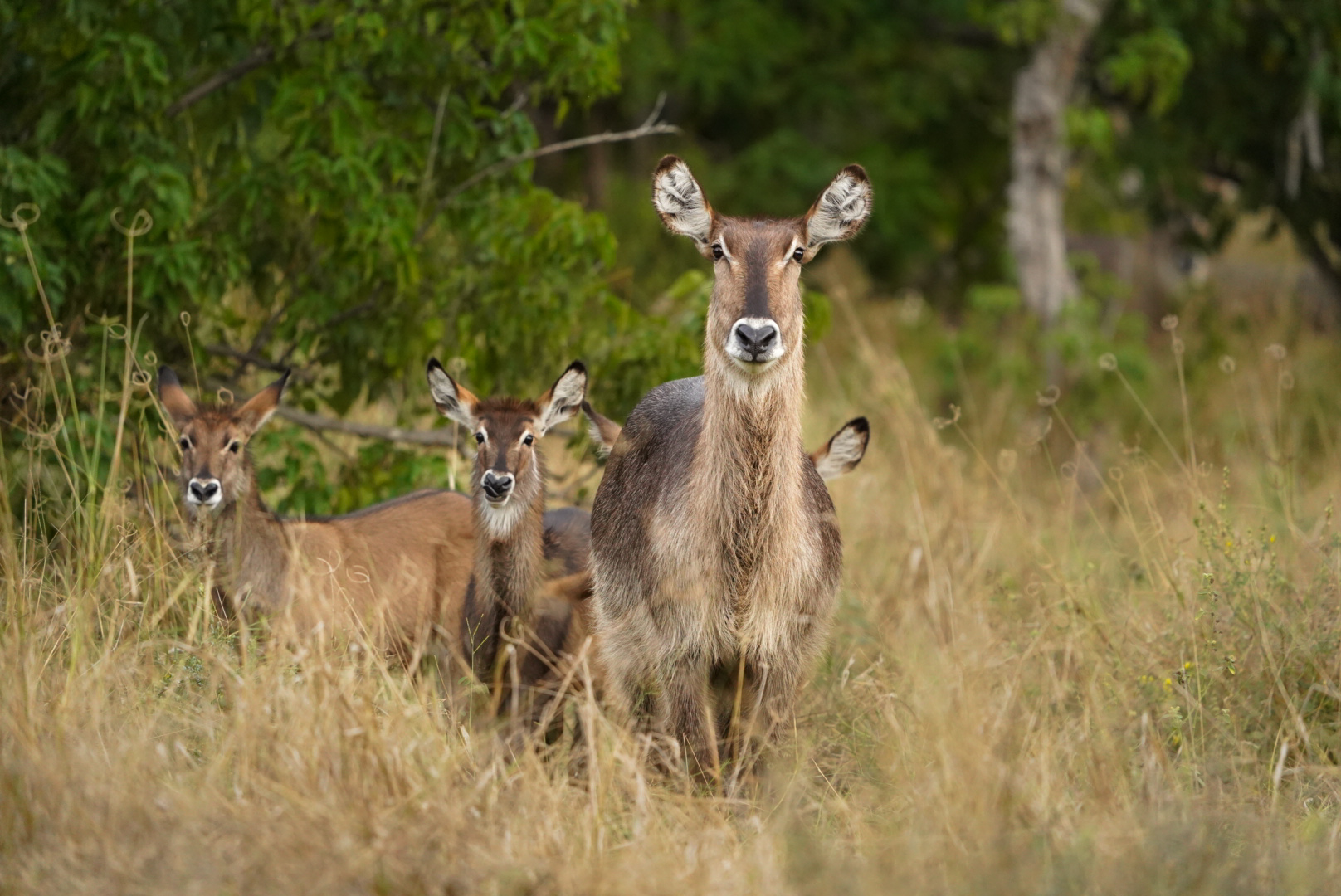 Shimongwe Wildlife Veterinary Experience - antelopes