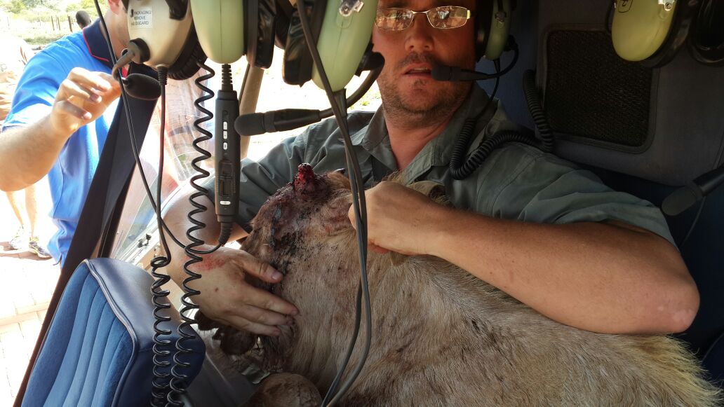 Wildlife Capture And Relocation Experience - baby antelope in a helicopter 