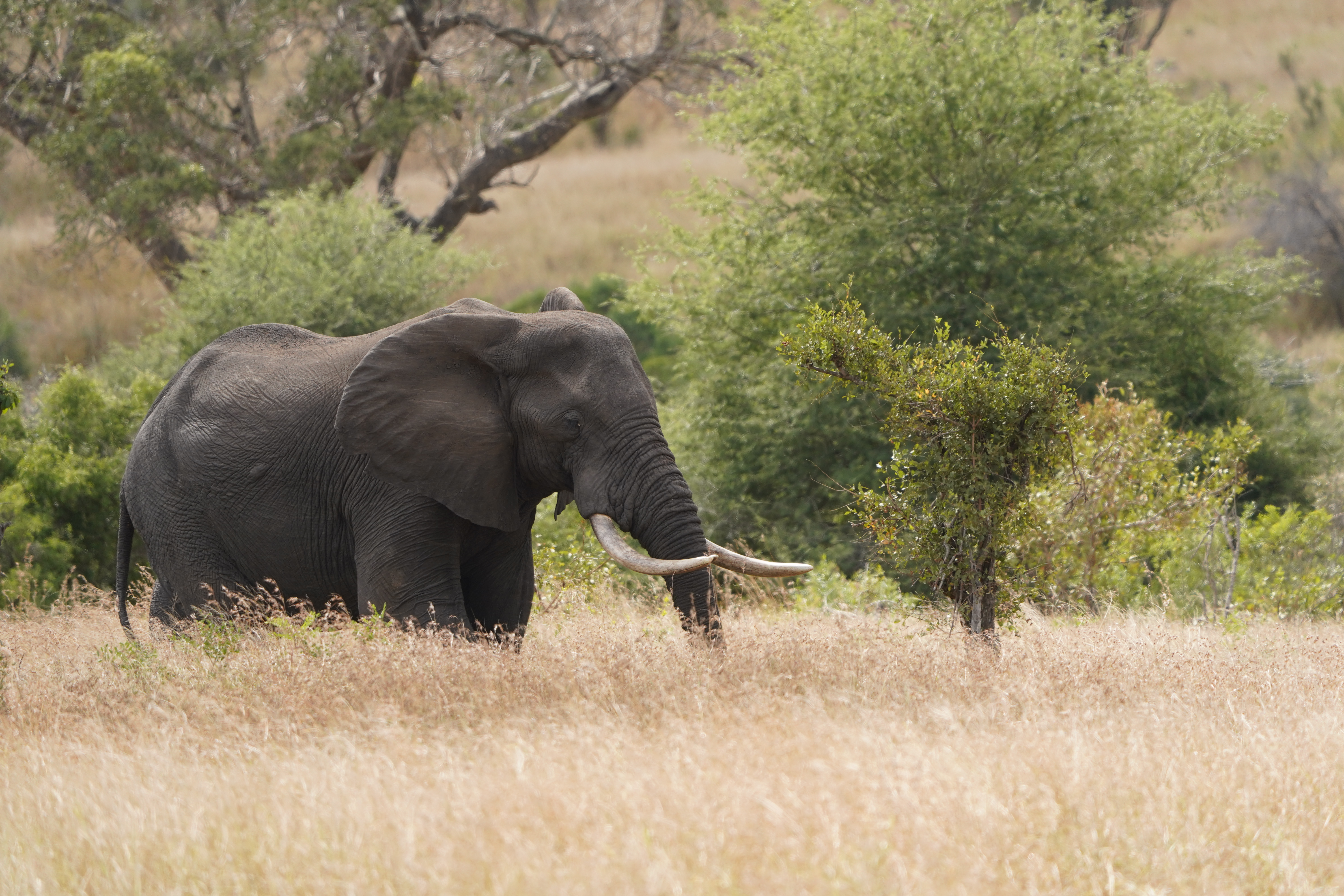 Elephant - Umsele Wildlife Research Internship