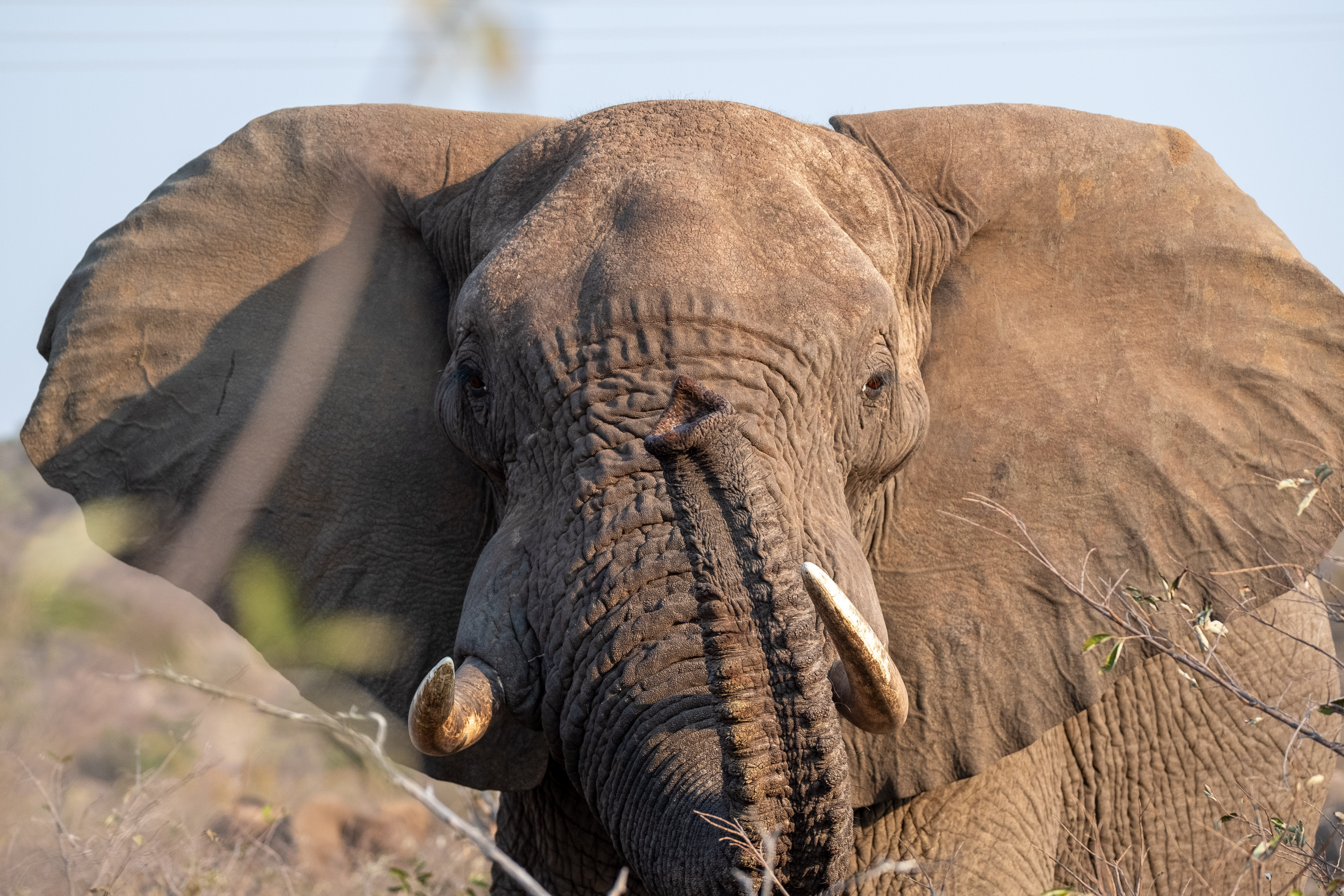Close up of an elephant