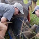 From Famous Kruger to Remote Okavango - Phinda rhino horn trimming