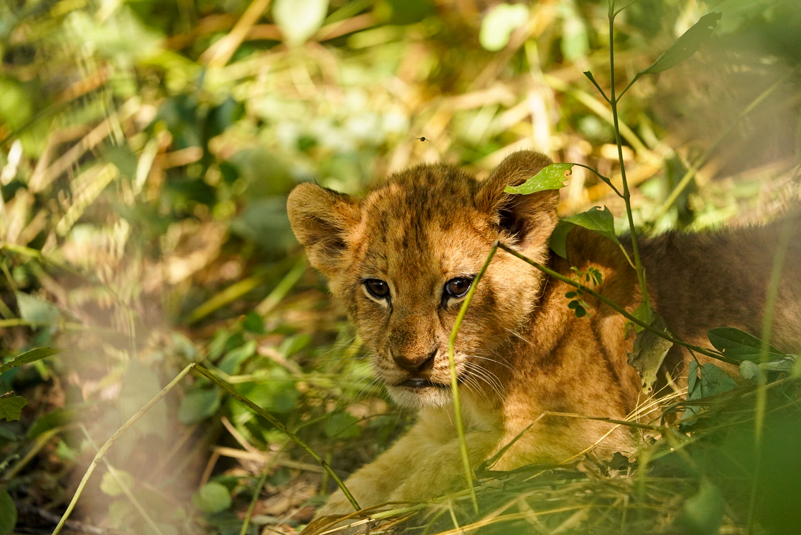 From Famous Kruger to Remote Okavango - Lion in the Okavango