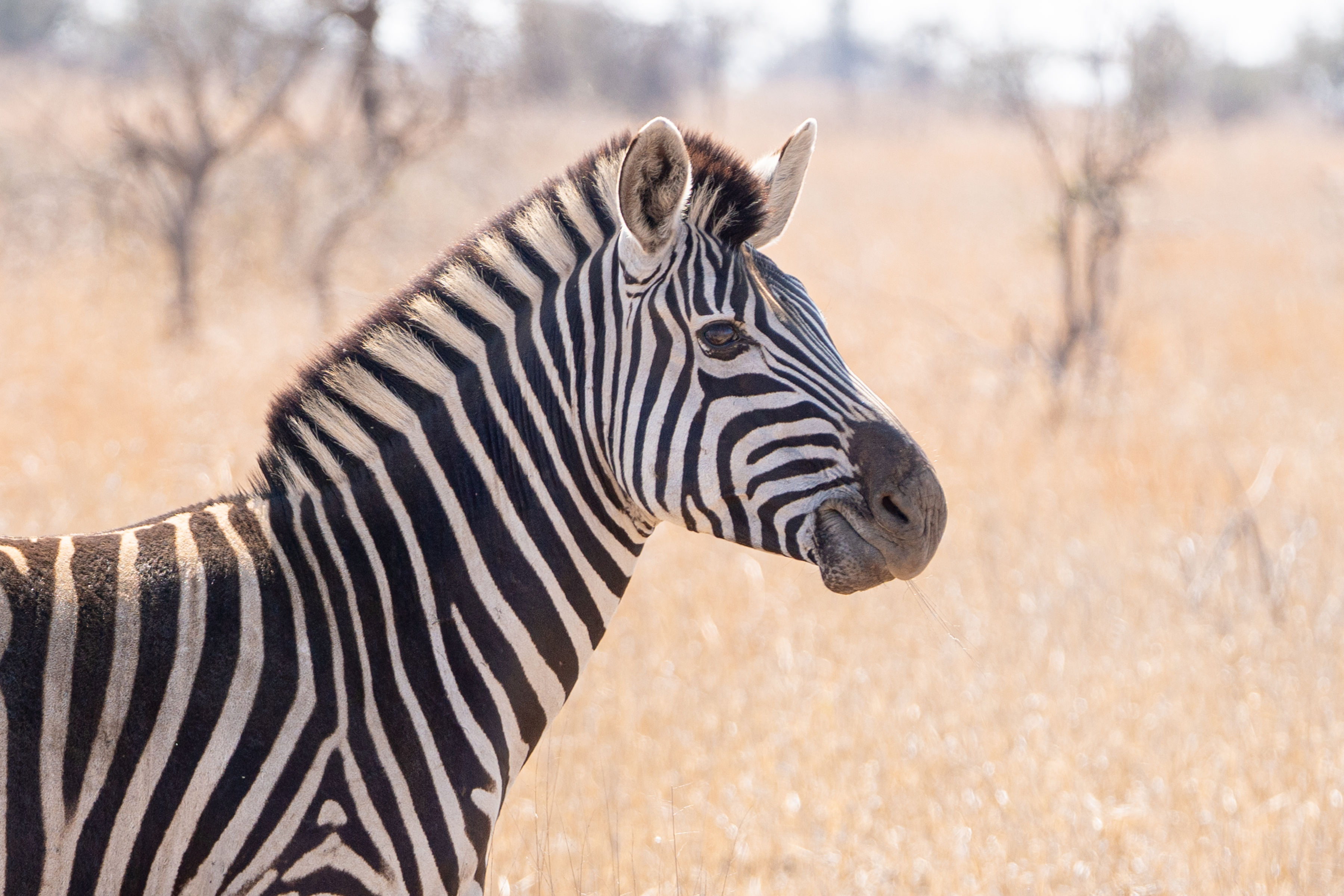 New Horizons Sabbatical - zebra