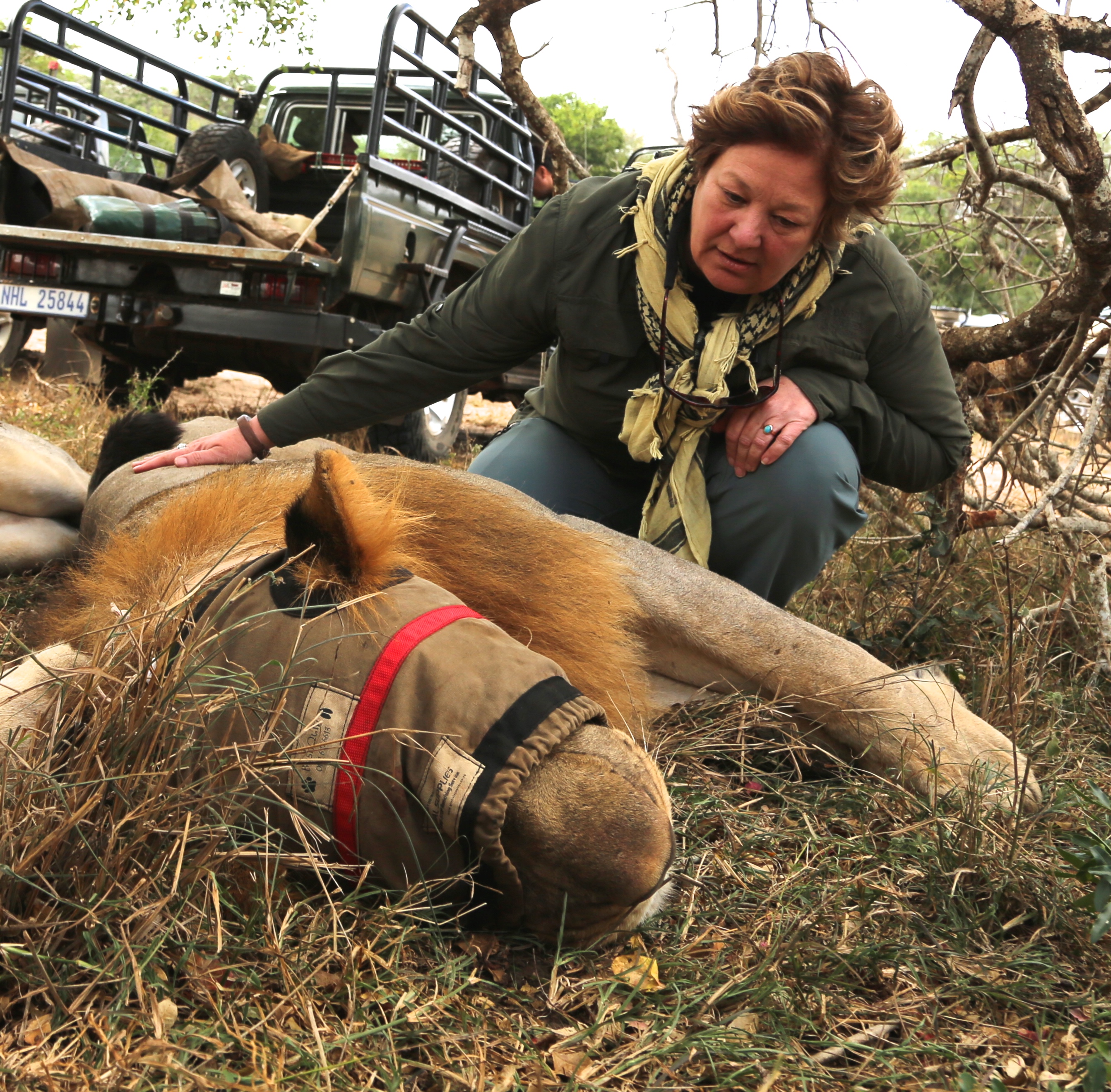 New Horizons Sabbatical - volunteer with a sedated lion at Phinda