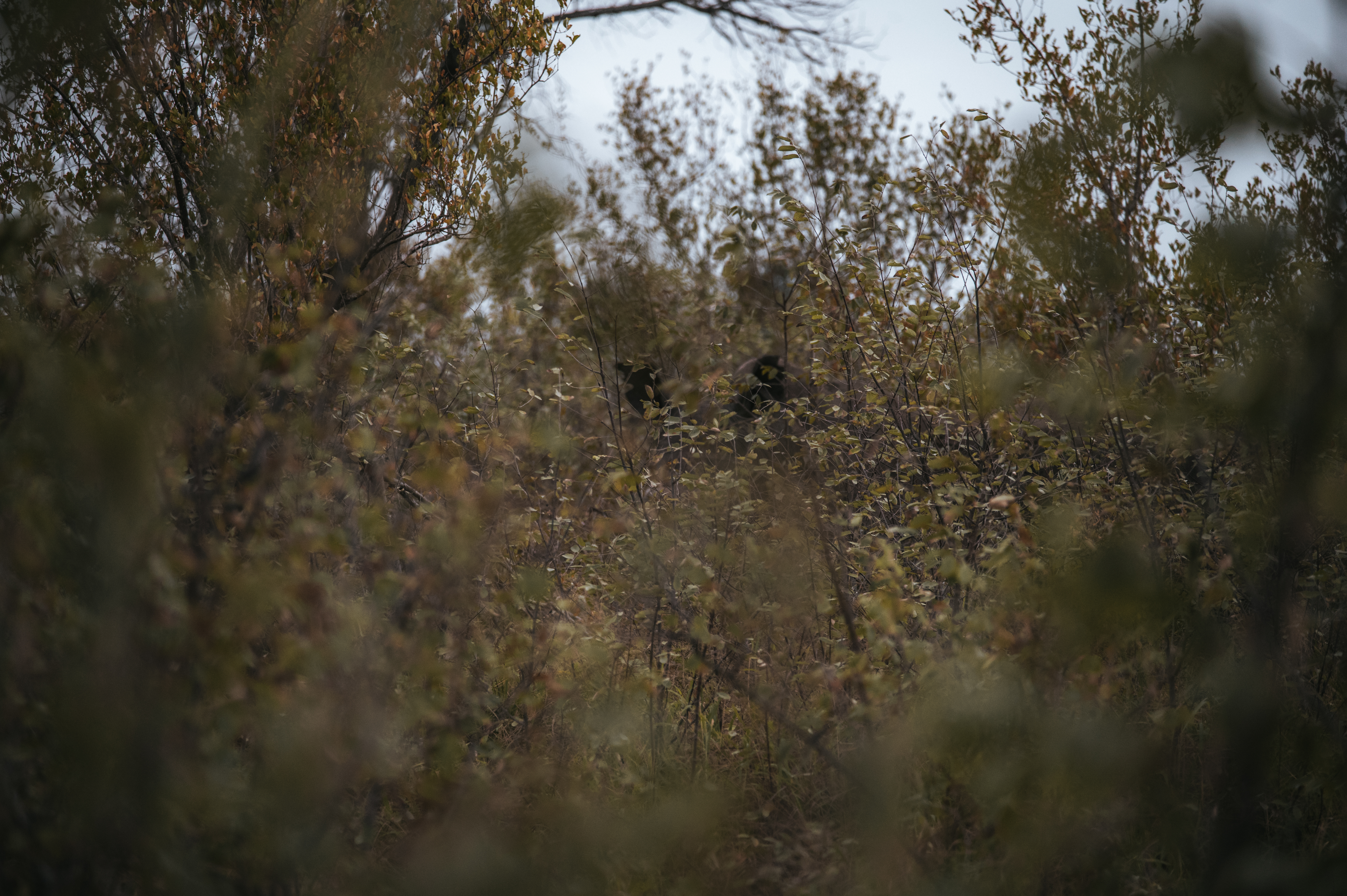 Rhino Conservation Experience - rhino in the Kruger
