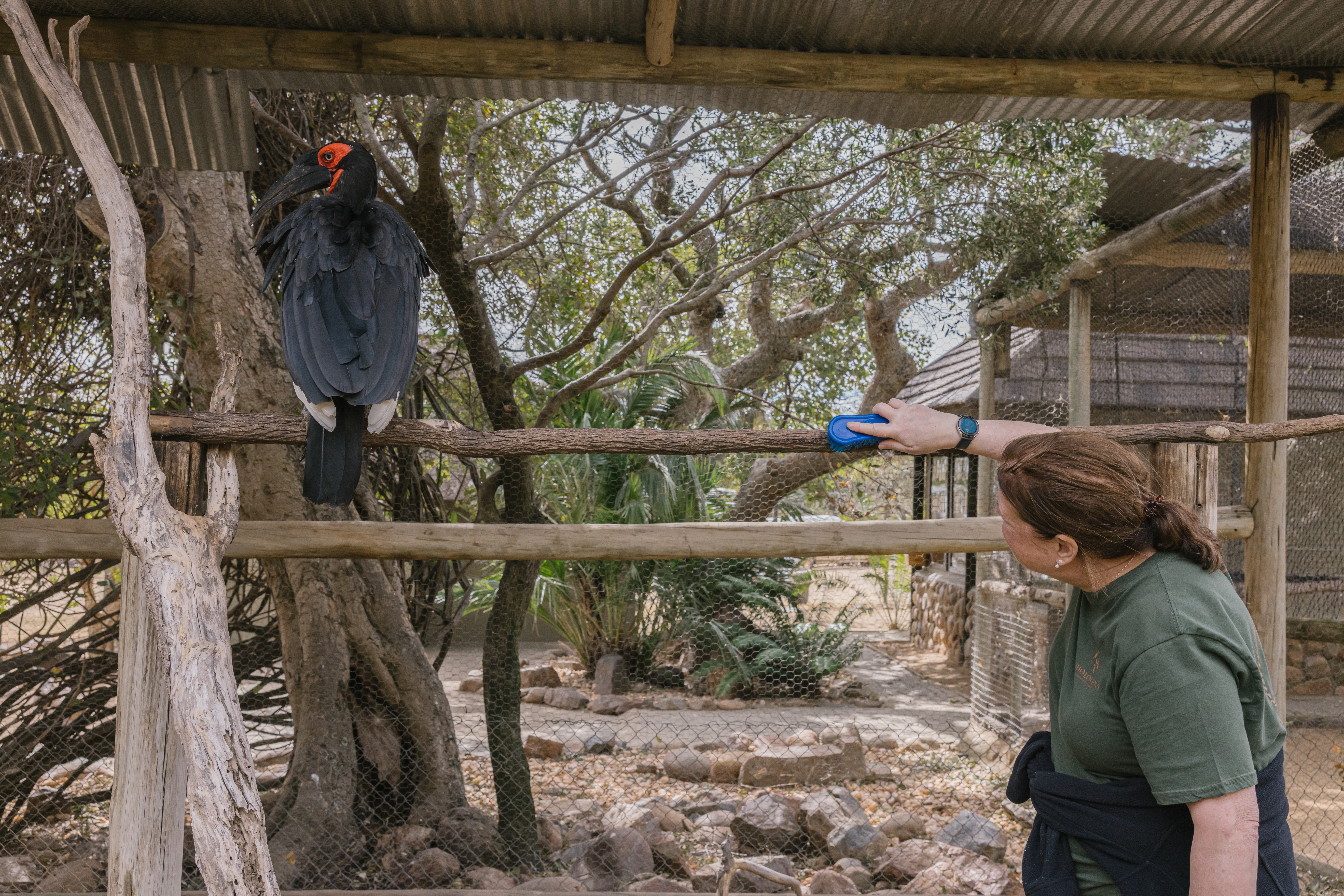The Clinic To Care Experience - volunteer cleaning a bird enclosure