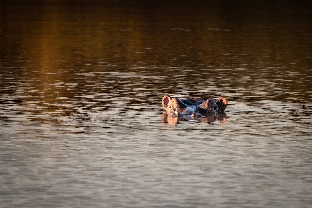 Changemakers Service Learning Field Trip - hippo
