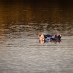 Changemakers Service Learning Field Trip - hippo