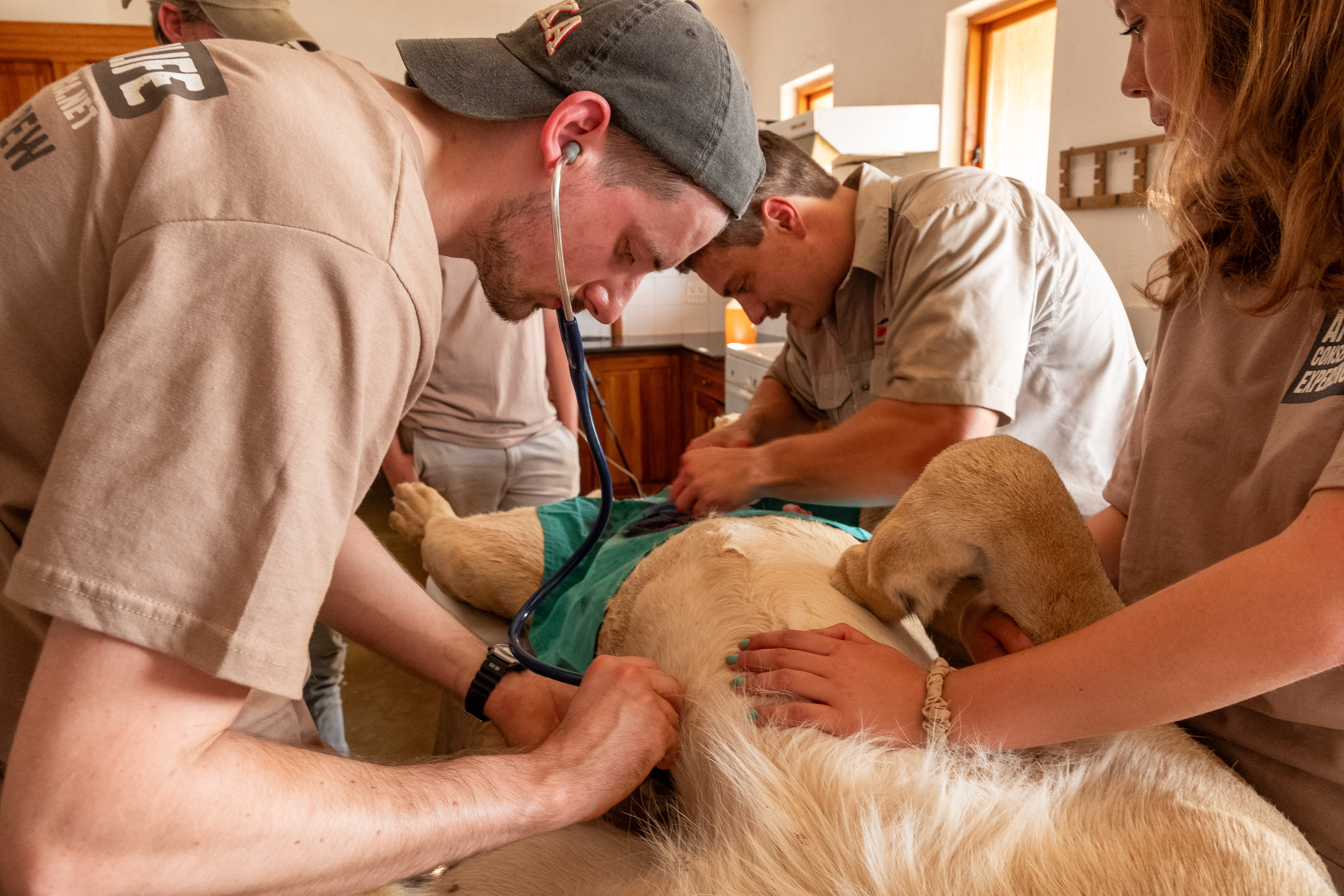 The Savannah Veterinary Explorer - veterinary students with a sedated lion