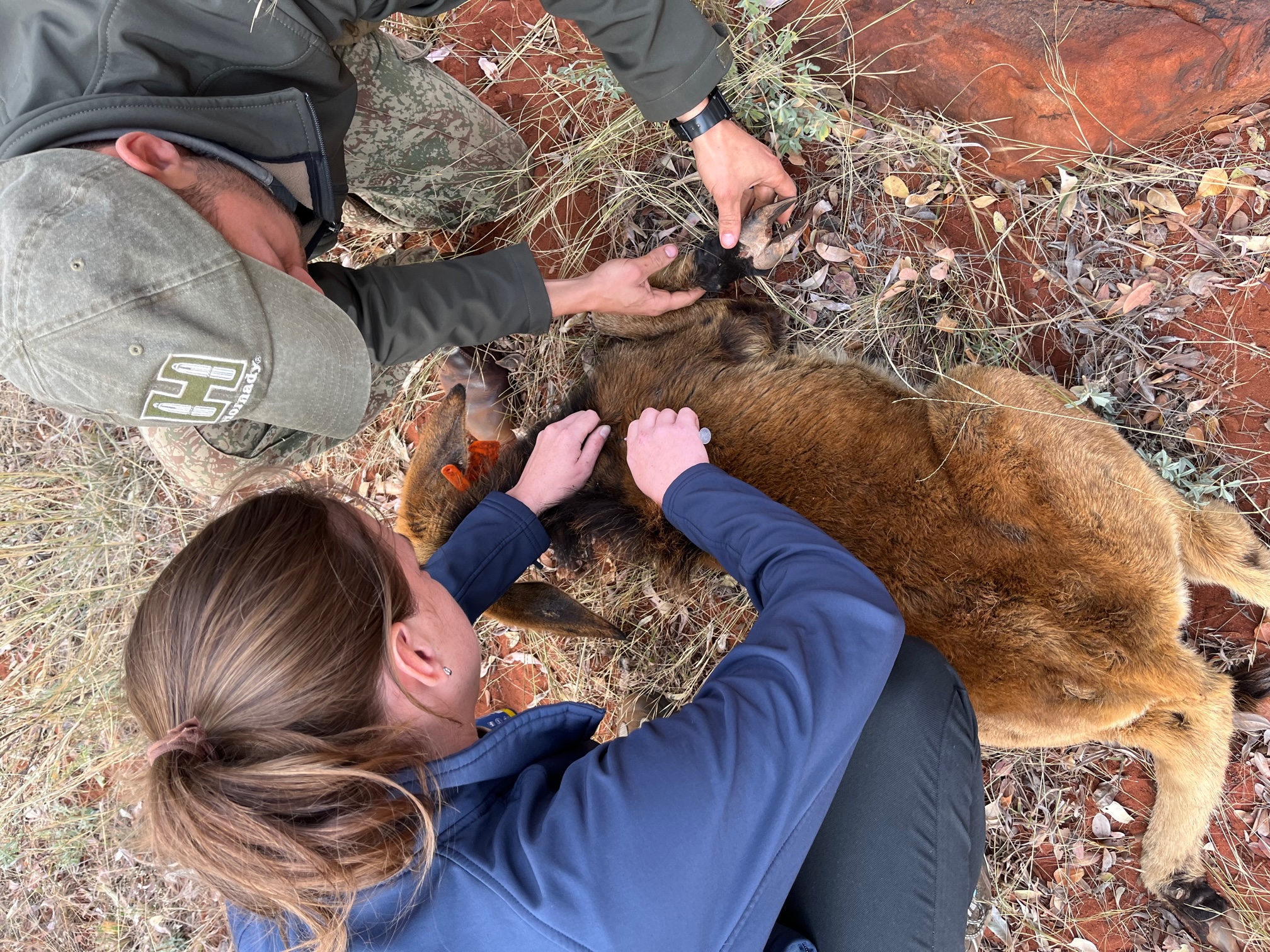 The Savannah Veterinary Explorer - vet student working with an antelope