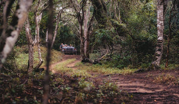 Masters Of The Wild Experience - game drive at Phinda