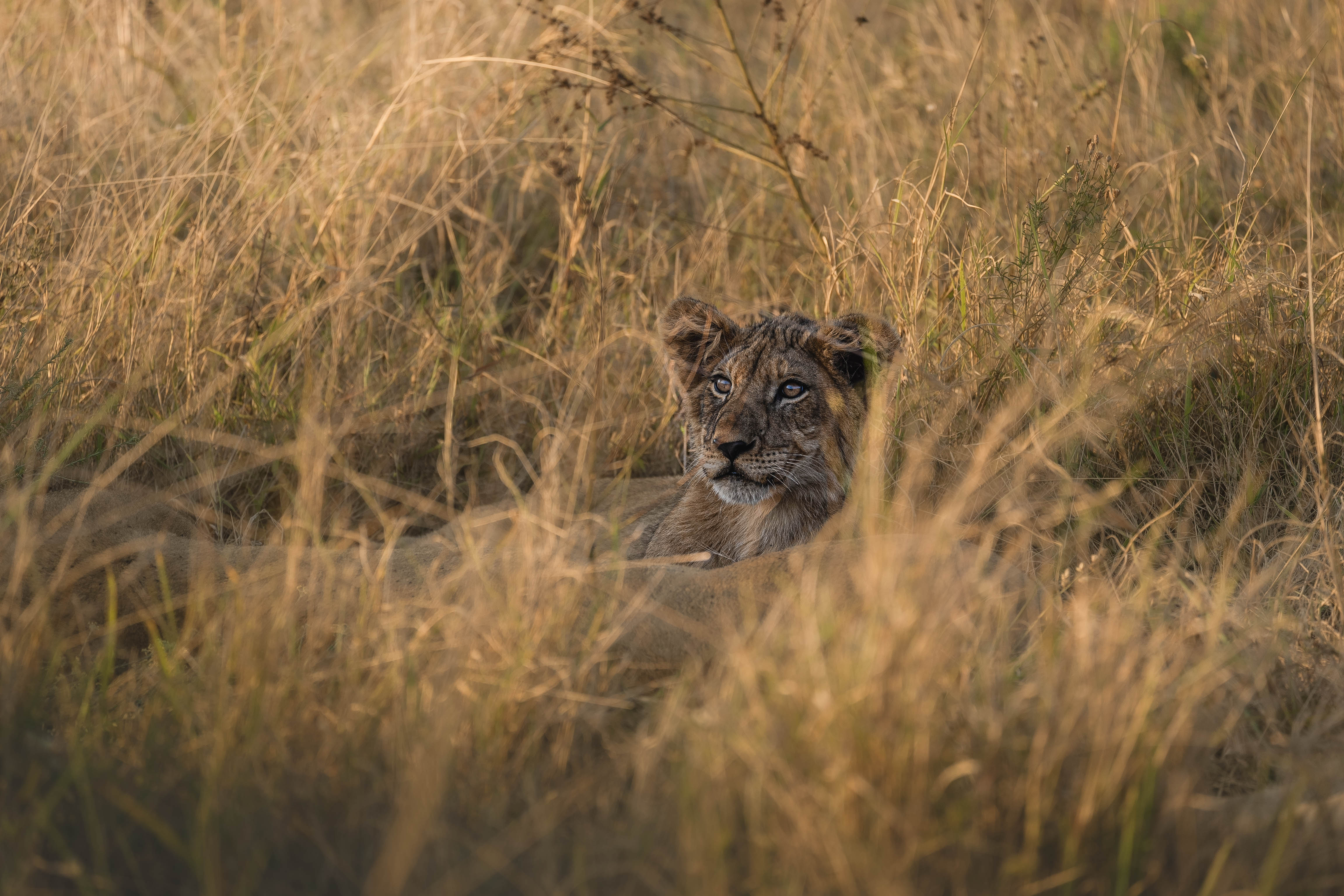 Masters Of The Wild Experience - lion cub