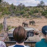 Kruger National Park game drive