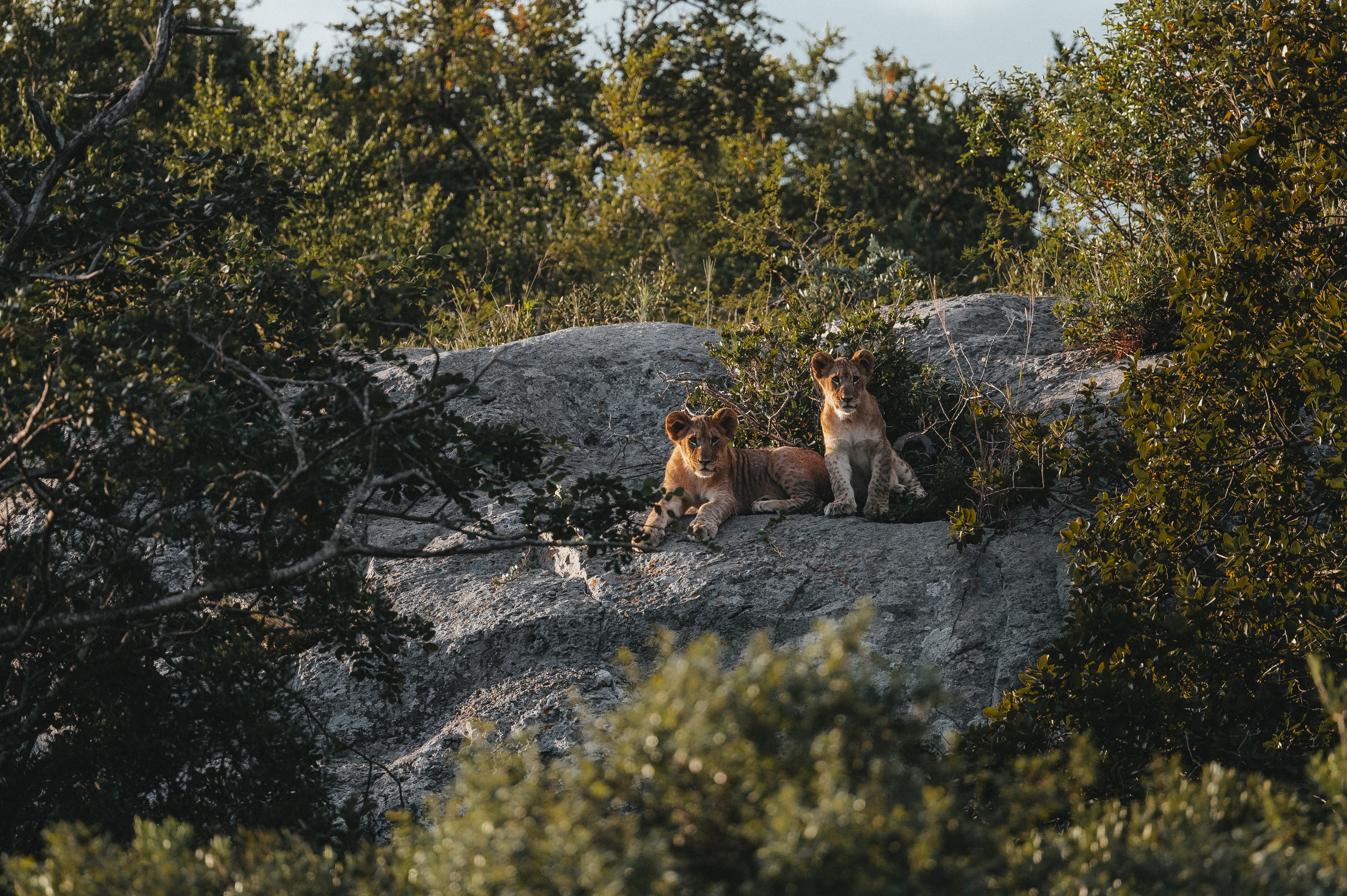 The Three Frontiers Wildlife Experience - lion cubs at Phinda