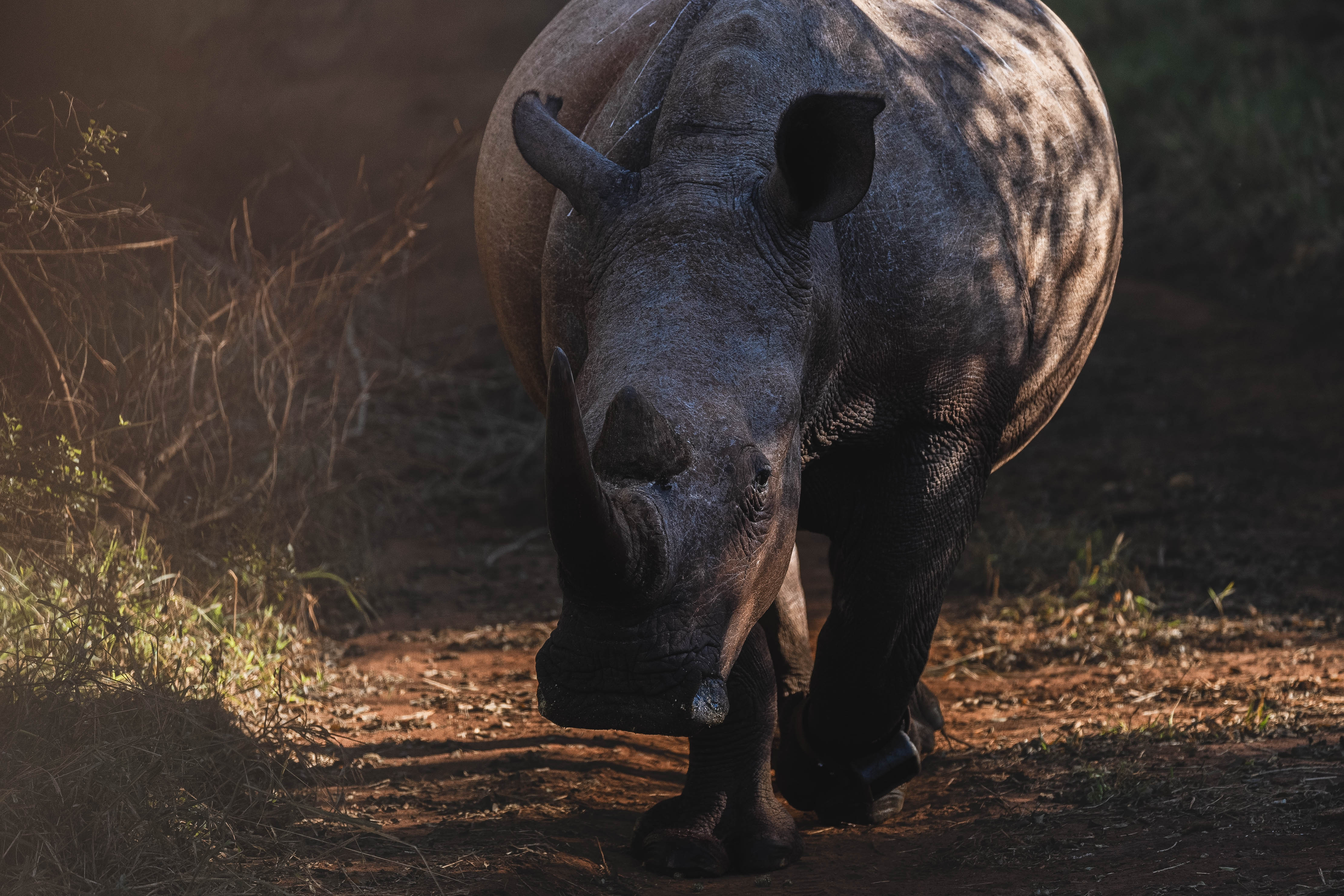The Three Frontiers Wildlife Experience - rhino at Phinda