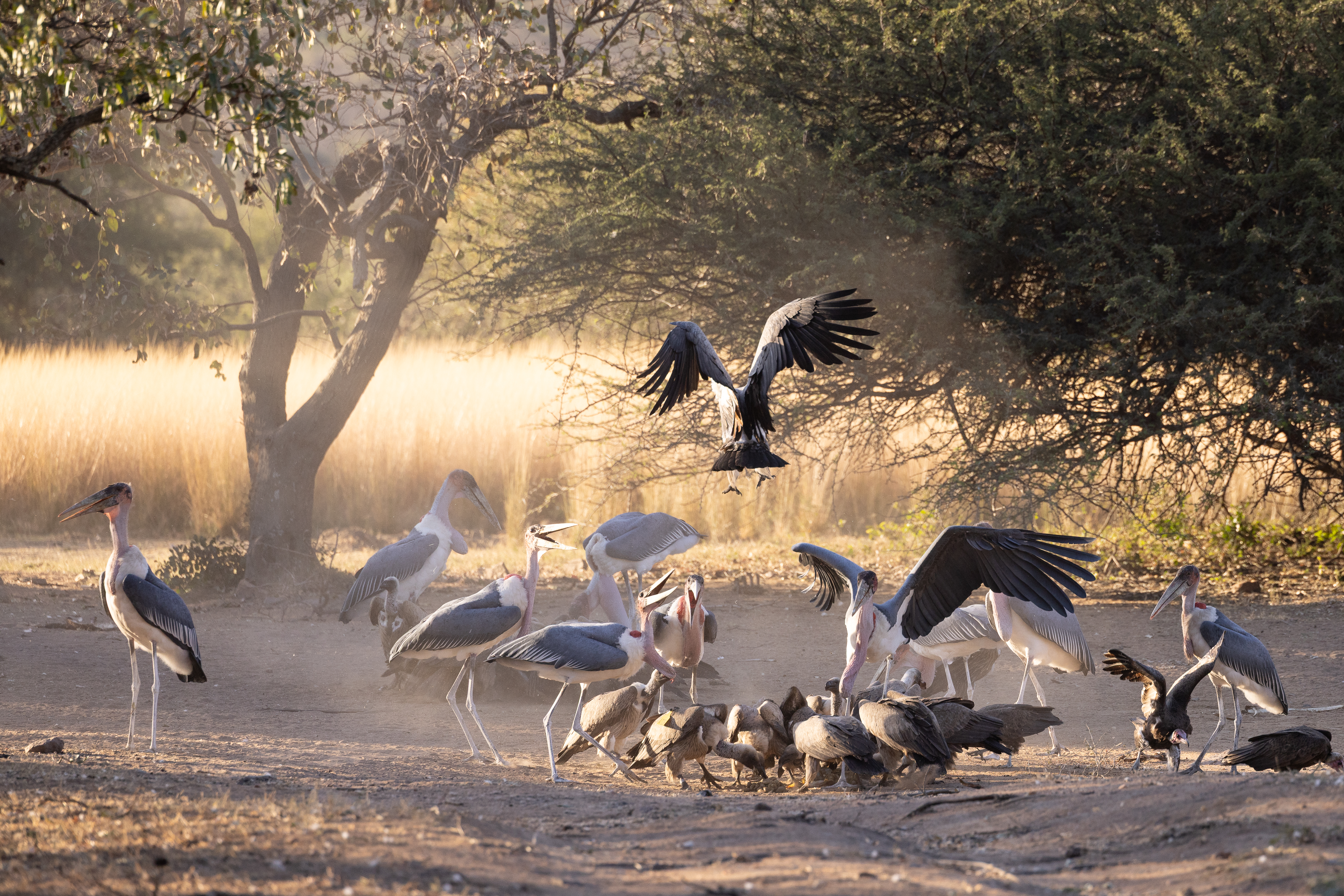 The Three Frontiers Wildlife Experience - vulture restaurant