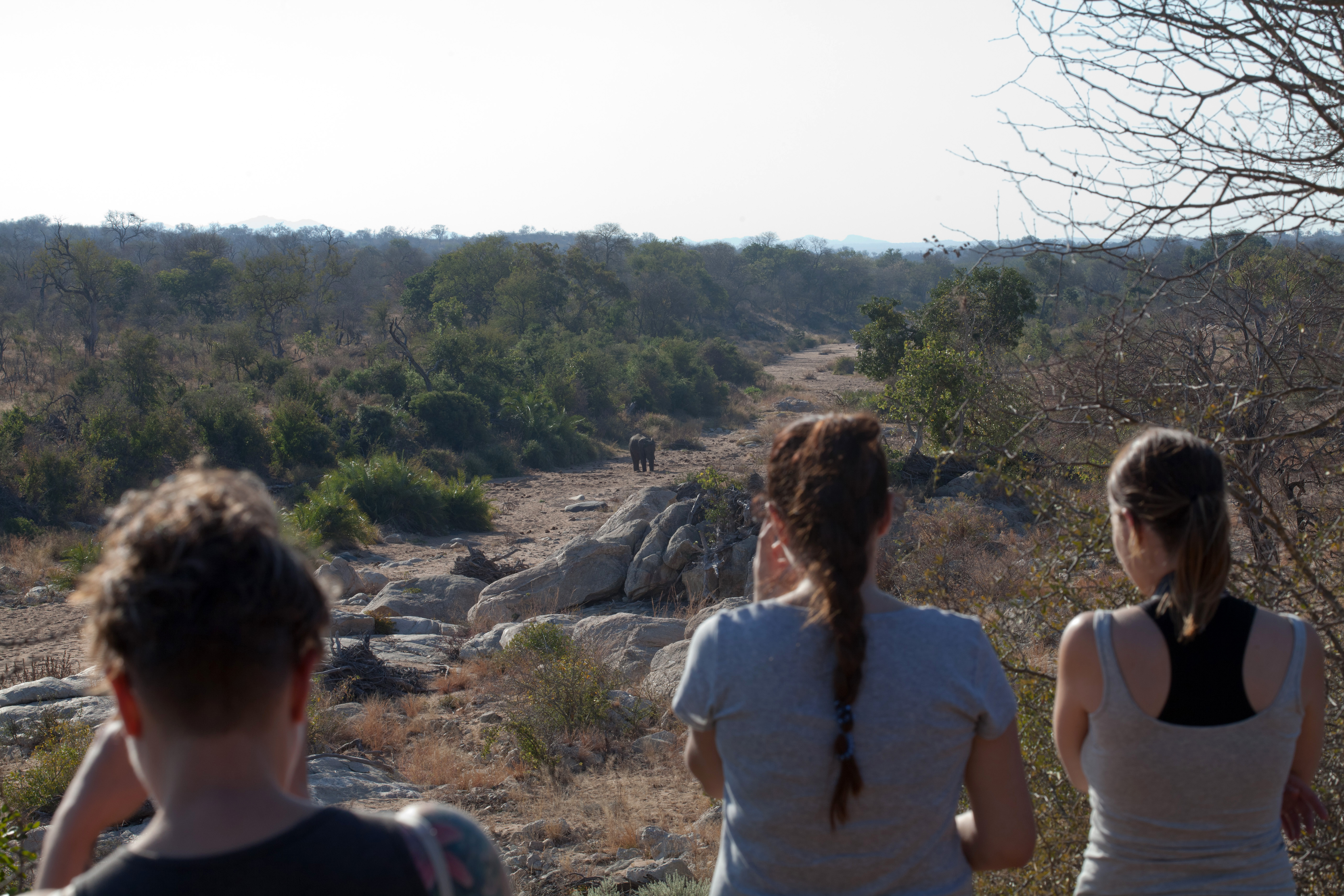 Students noticing an elephant