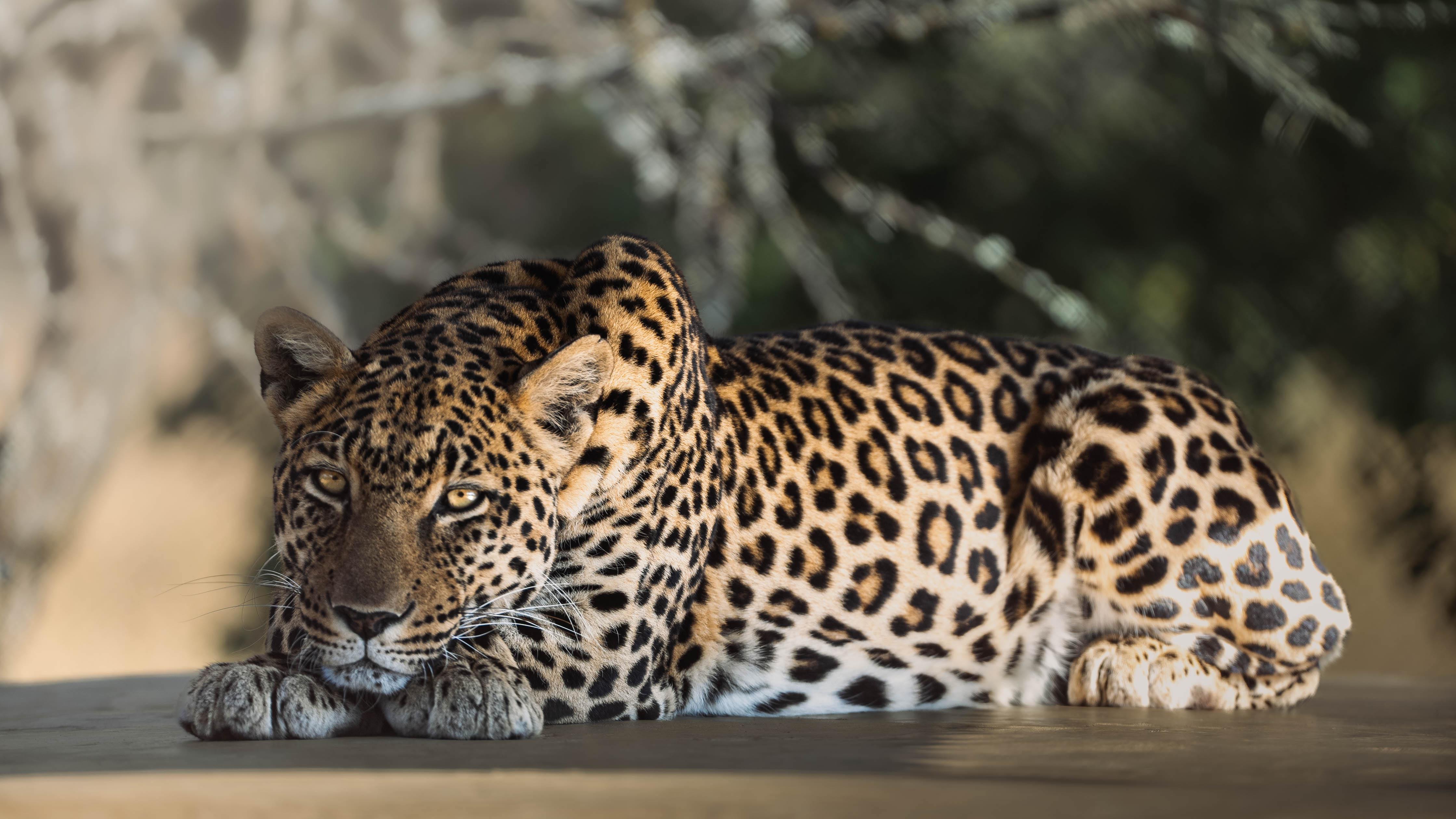 JB Alfaro - leopard close up 