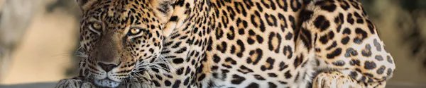 JB Alfaro - leopard close up