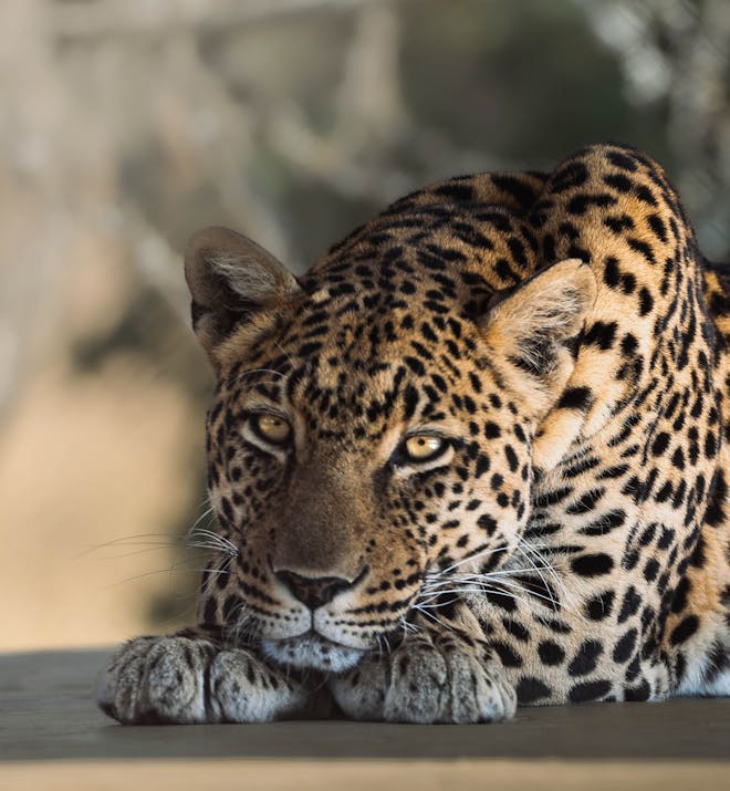JB Alfaro - leopard close up