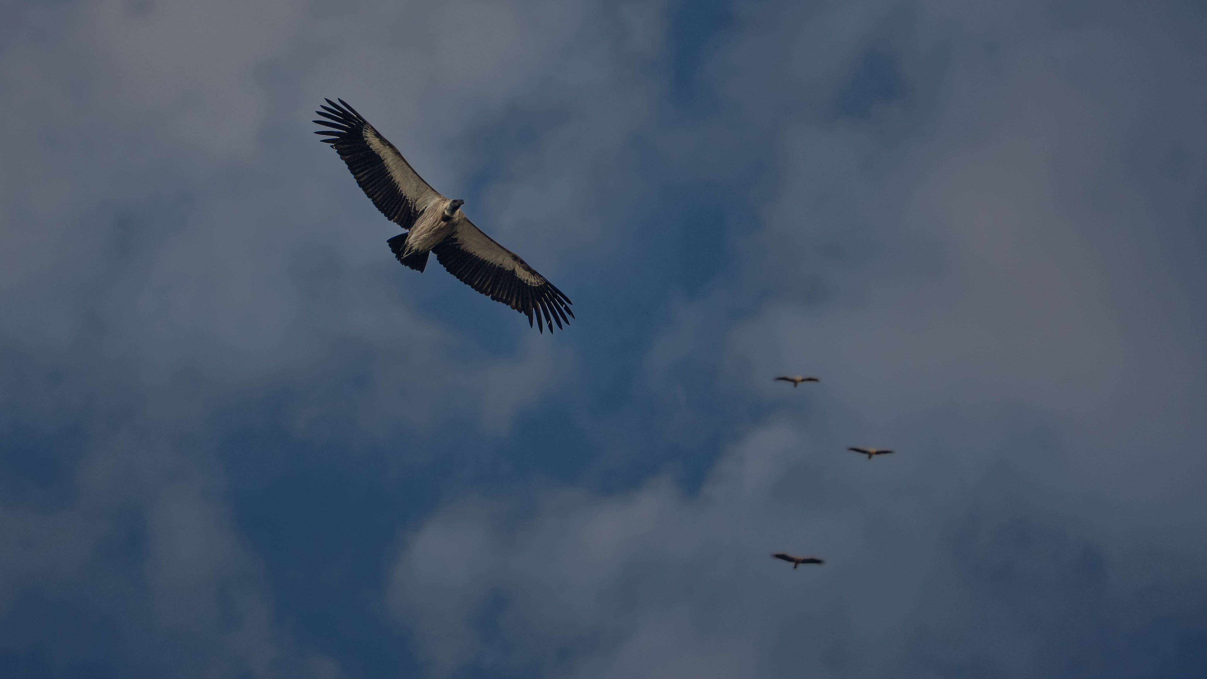JB Alfaro - vulture flying high in the sky