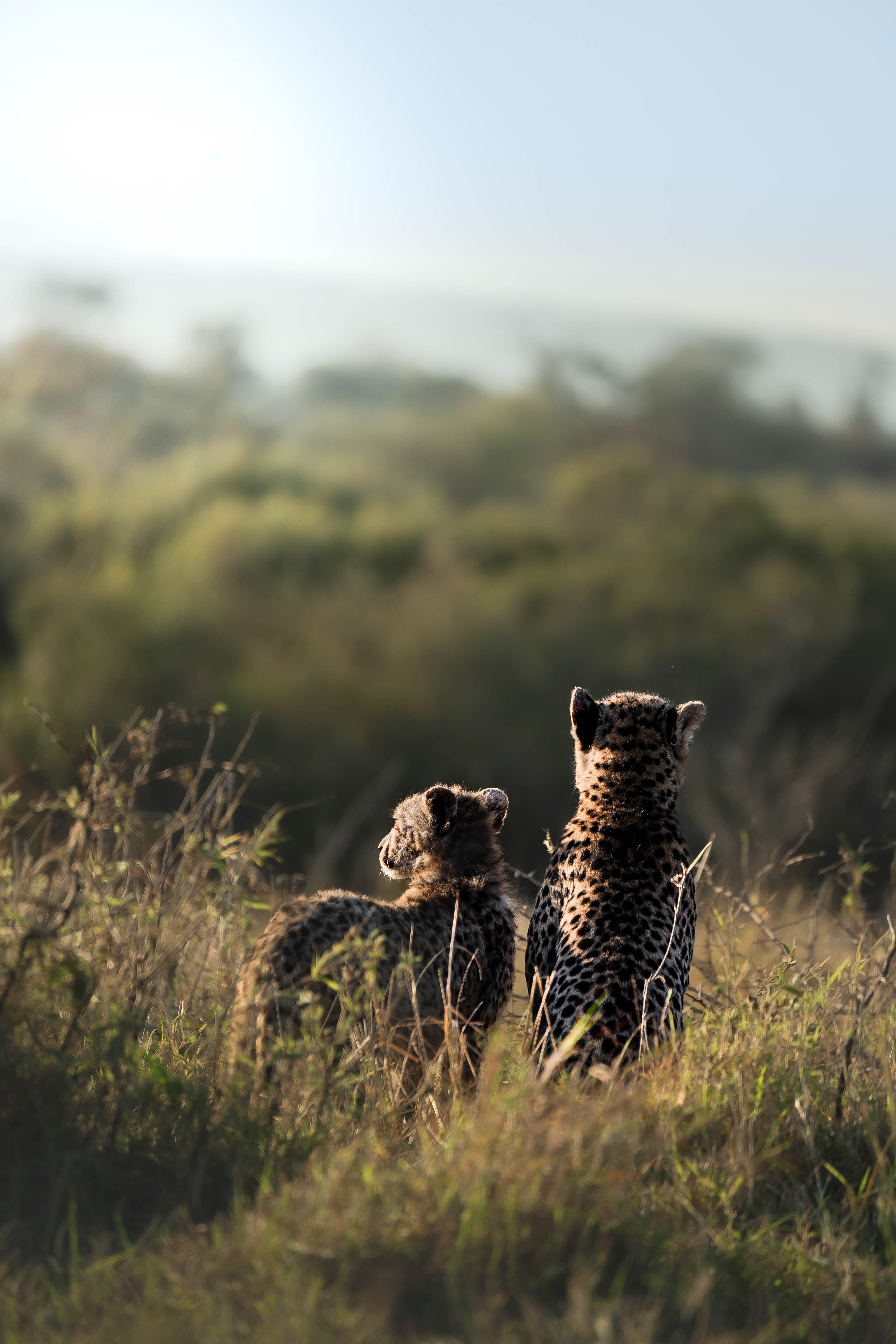 JB Alfaro - cheetah looking into the distance 