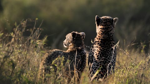 JB Alfaro - cheetah looking into the distance