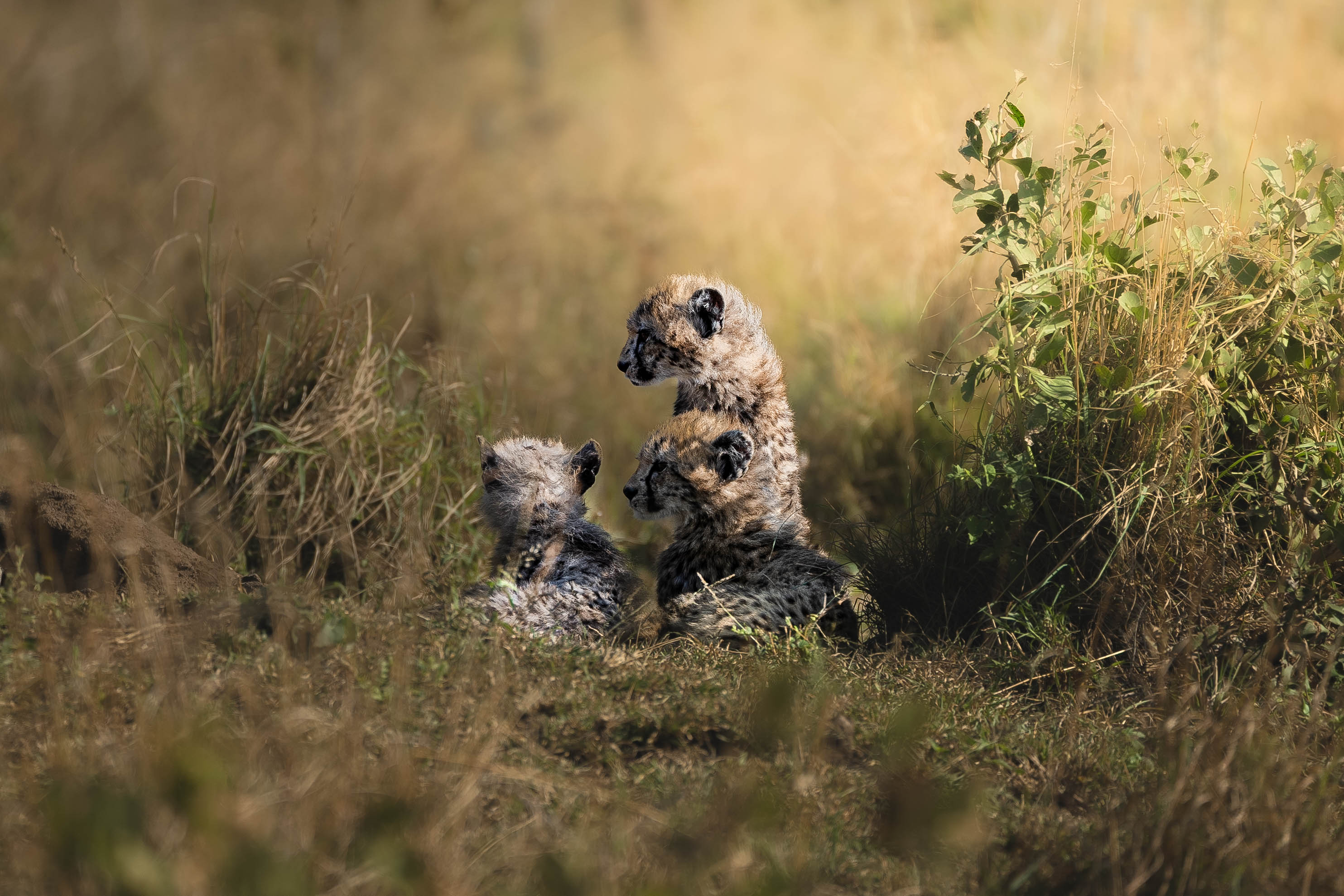 JB Alfaro - three cheetah cubs
