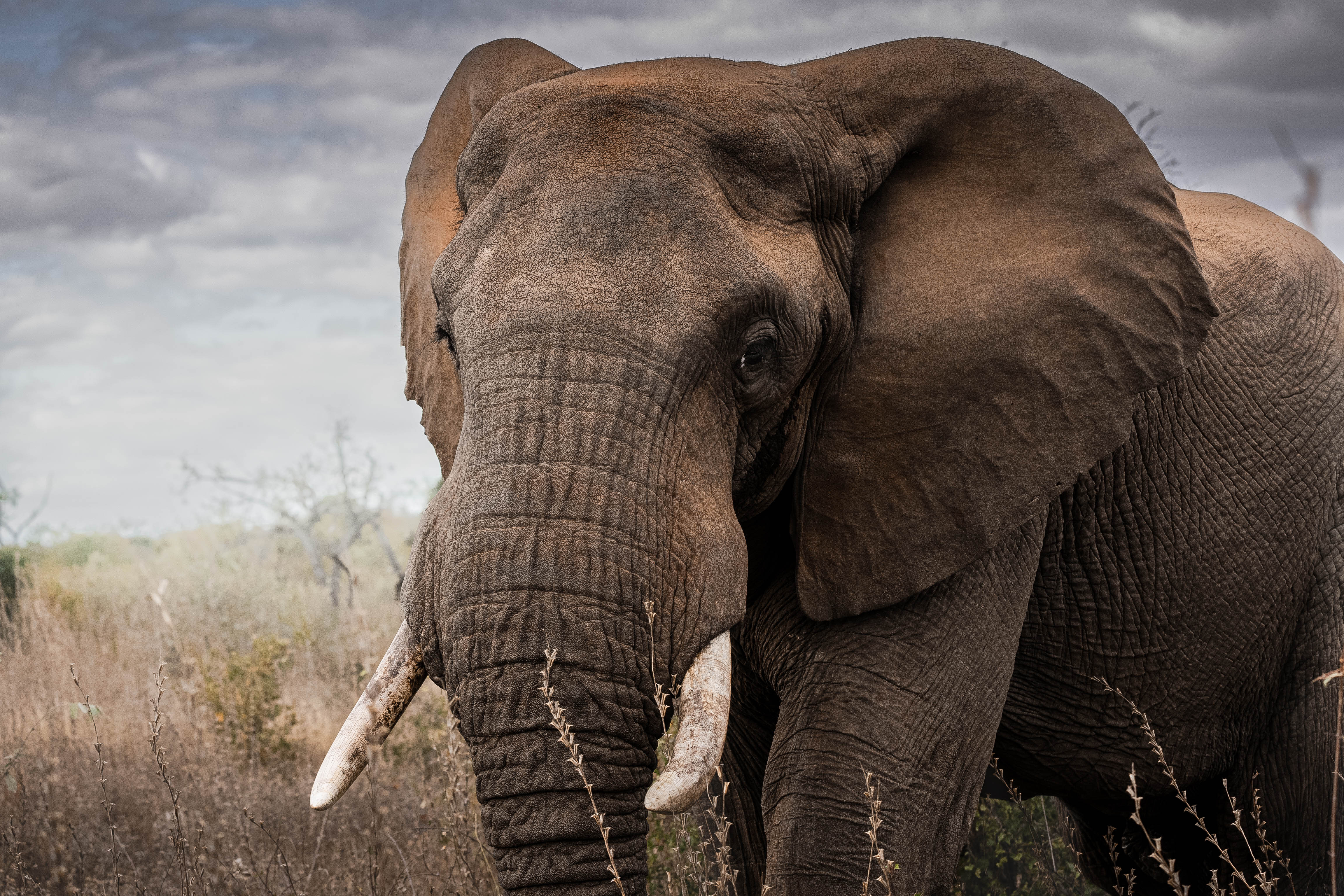 JB Alfaro - elephant close up 