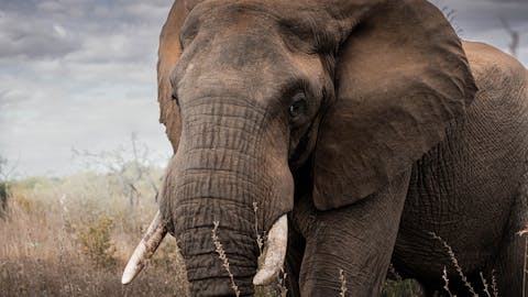 JB Alfaro - elephant close up