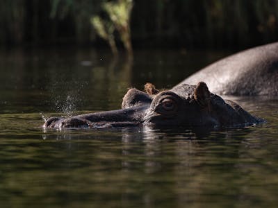 JB Alfaro - hippo with it's eyes above the water