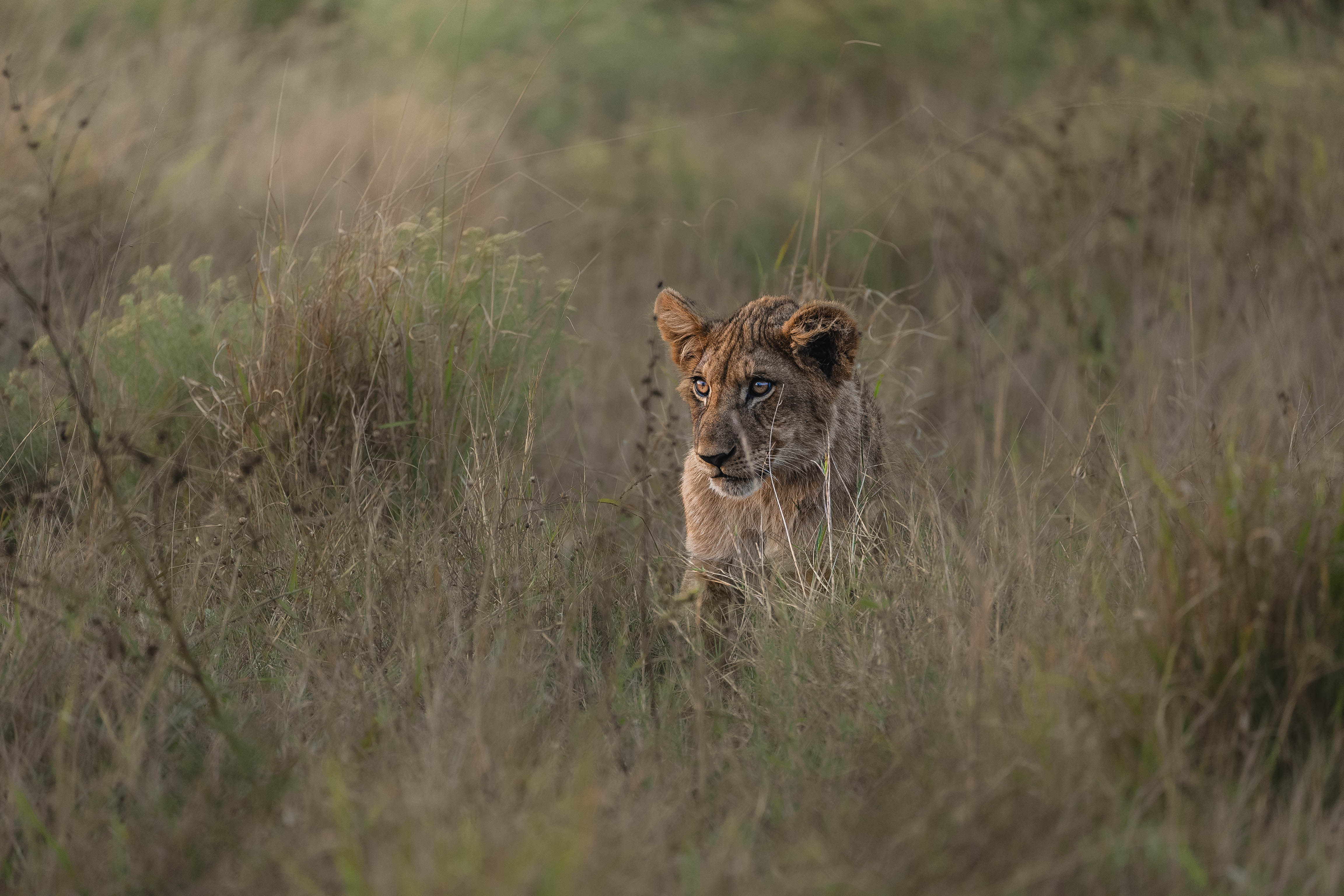 JB Alfaro - lion cub close up
