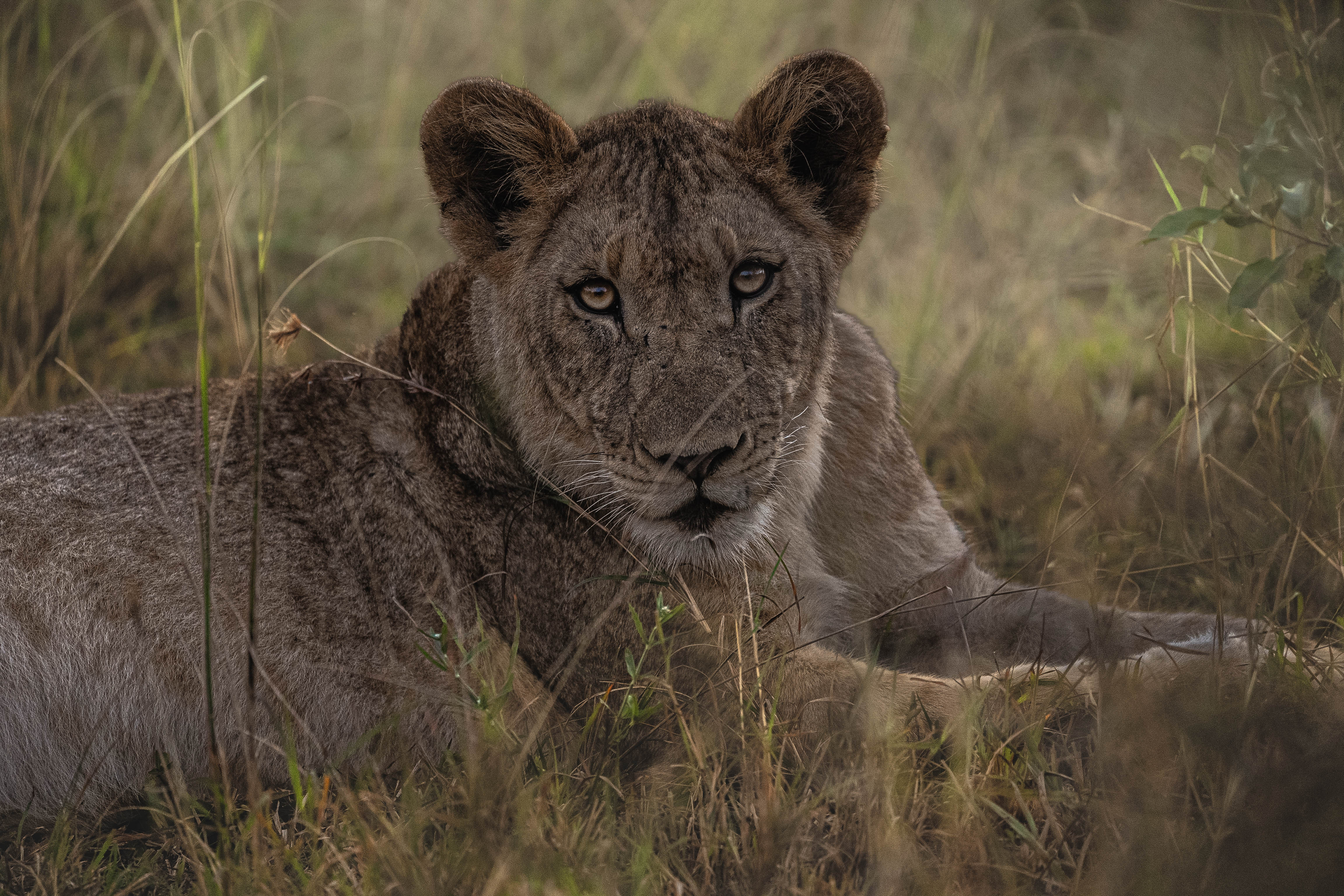 JB Alfaro - lion close up