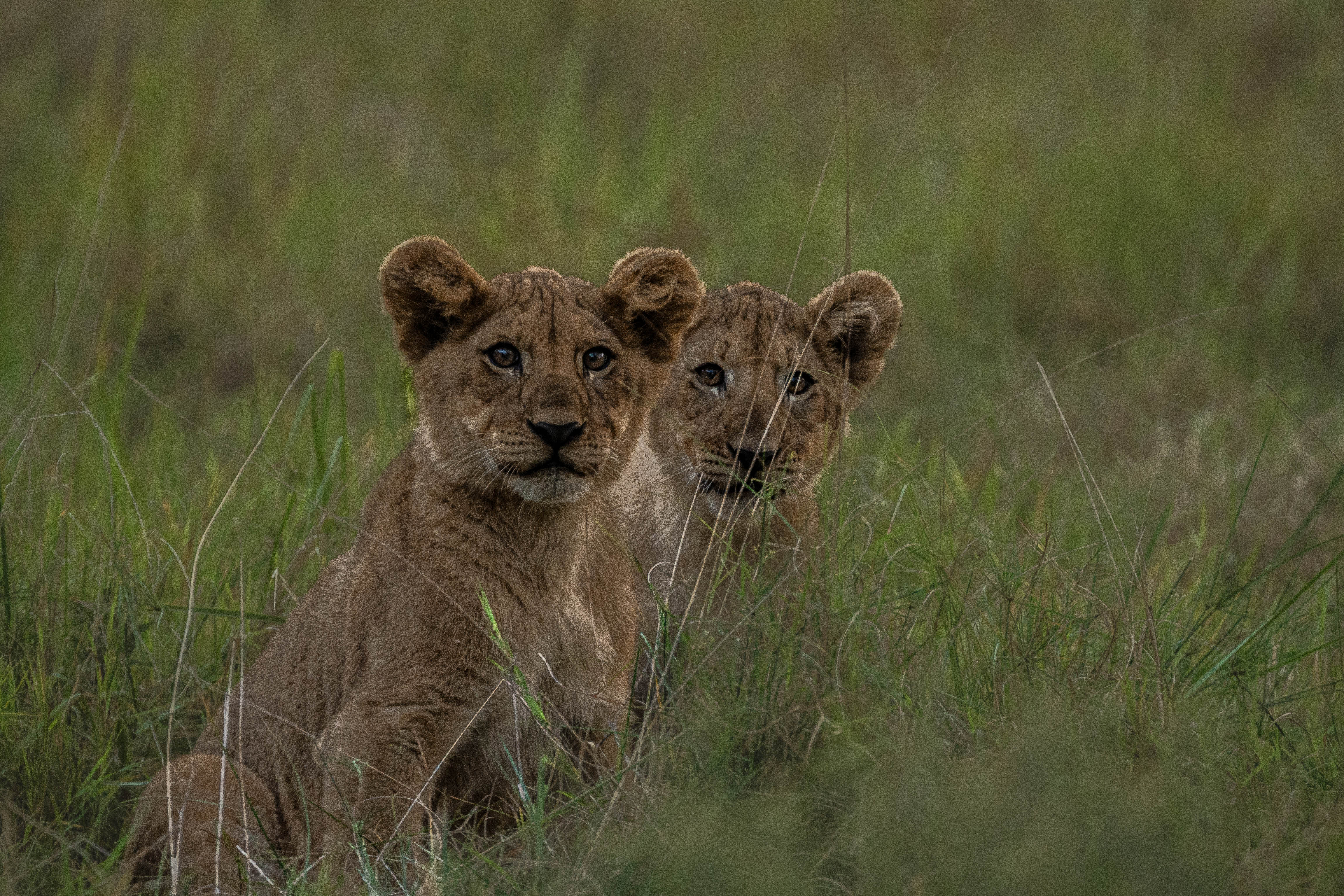 JB Alfaro - two lion cubs sitting in the long grass