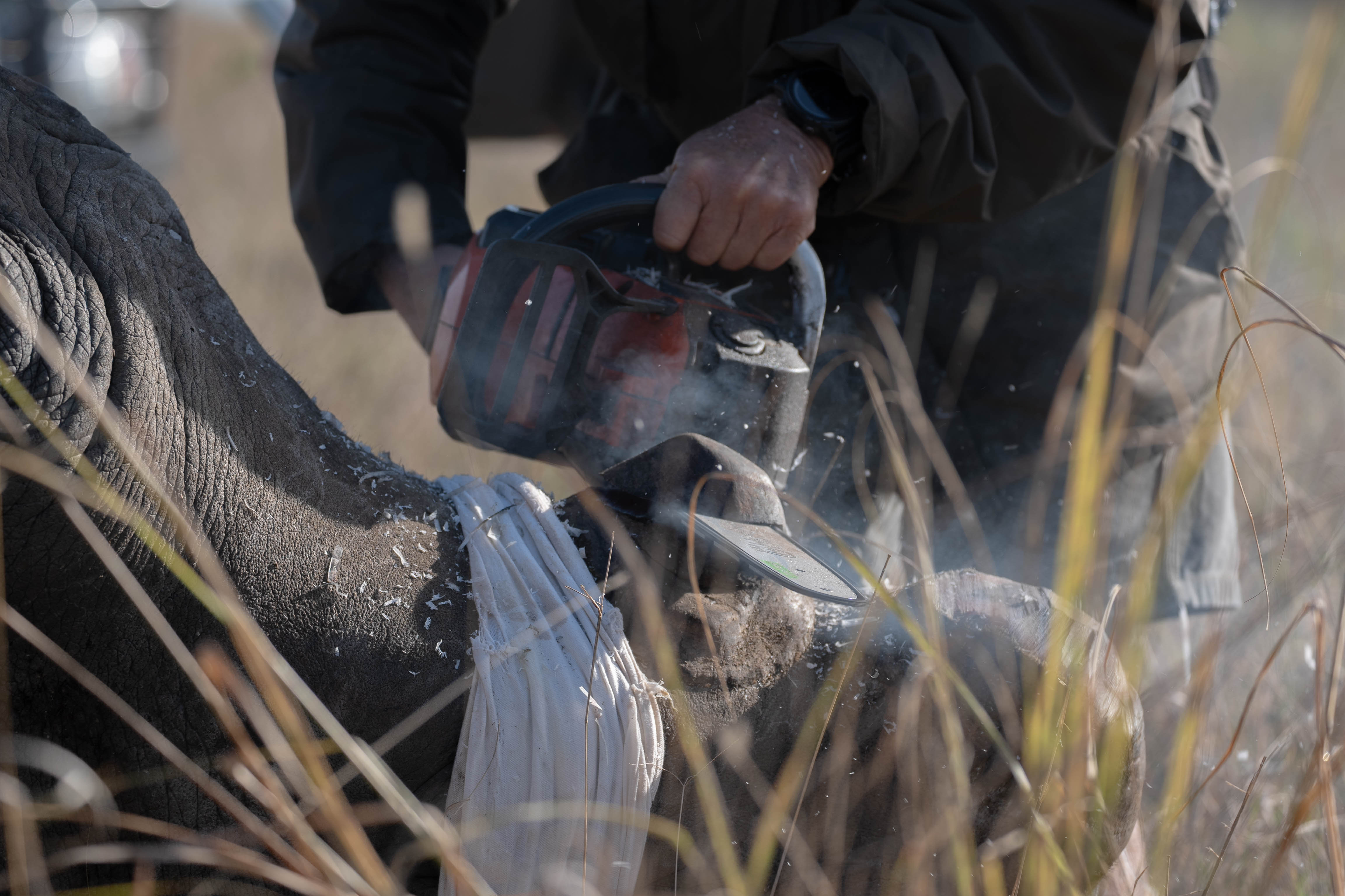 JB Alfaro - rhino horn trimming