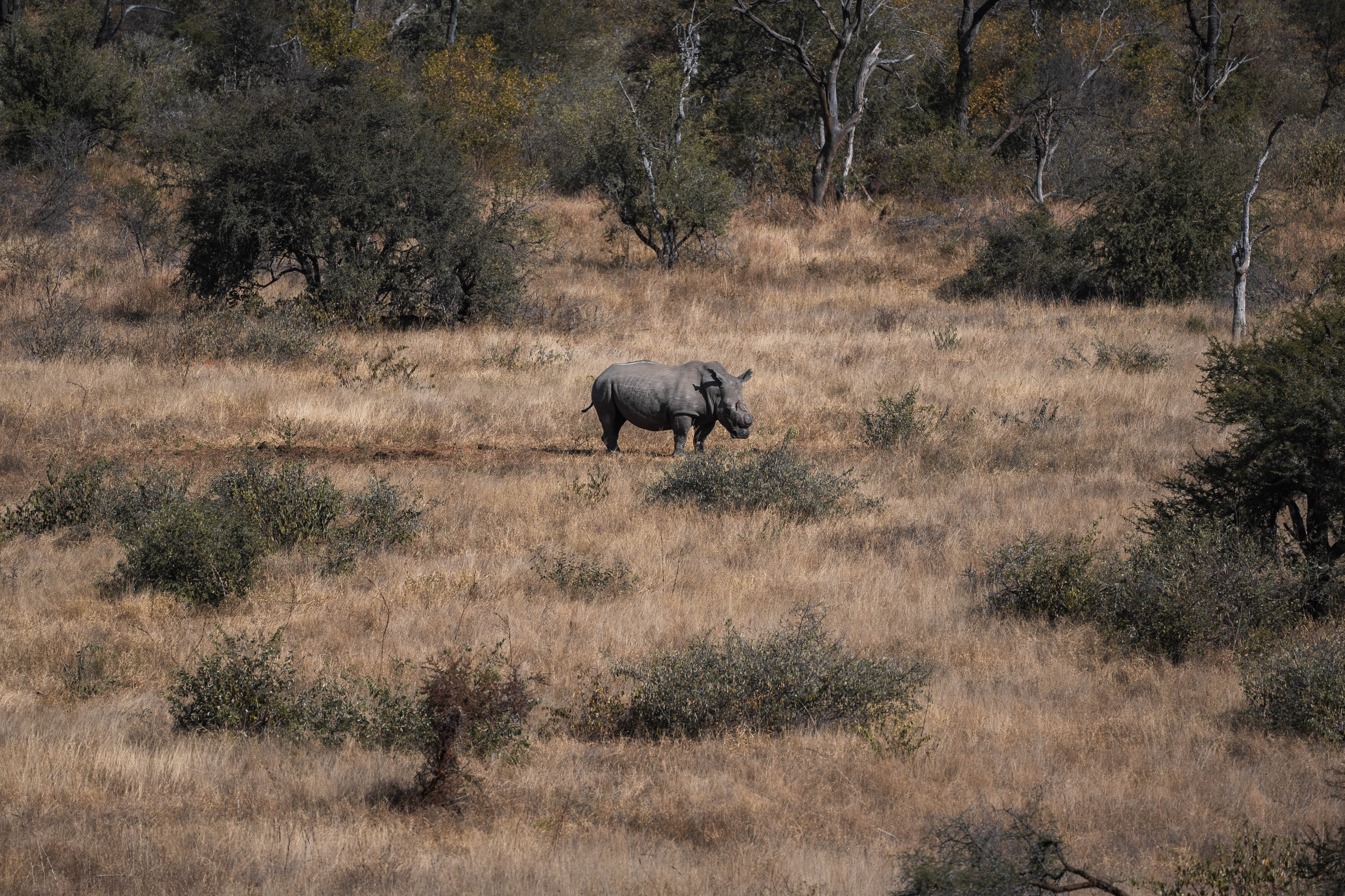 JB Alfaro - rhino in the bush