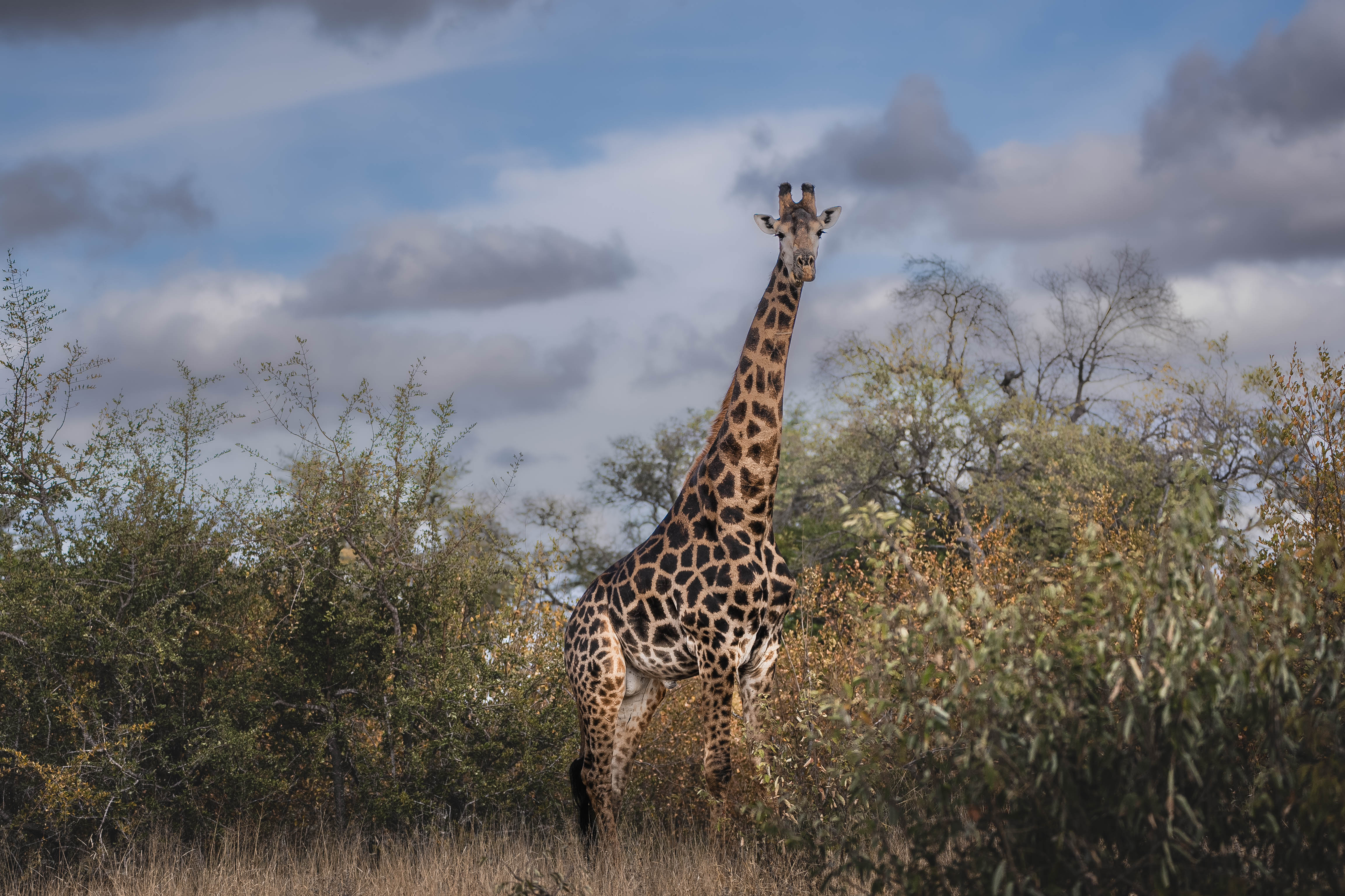 JB Alfaro - giraffe looking directly at the camera