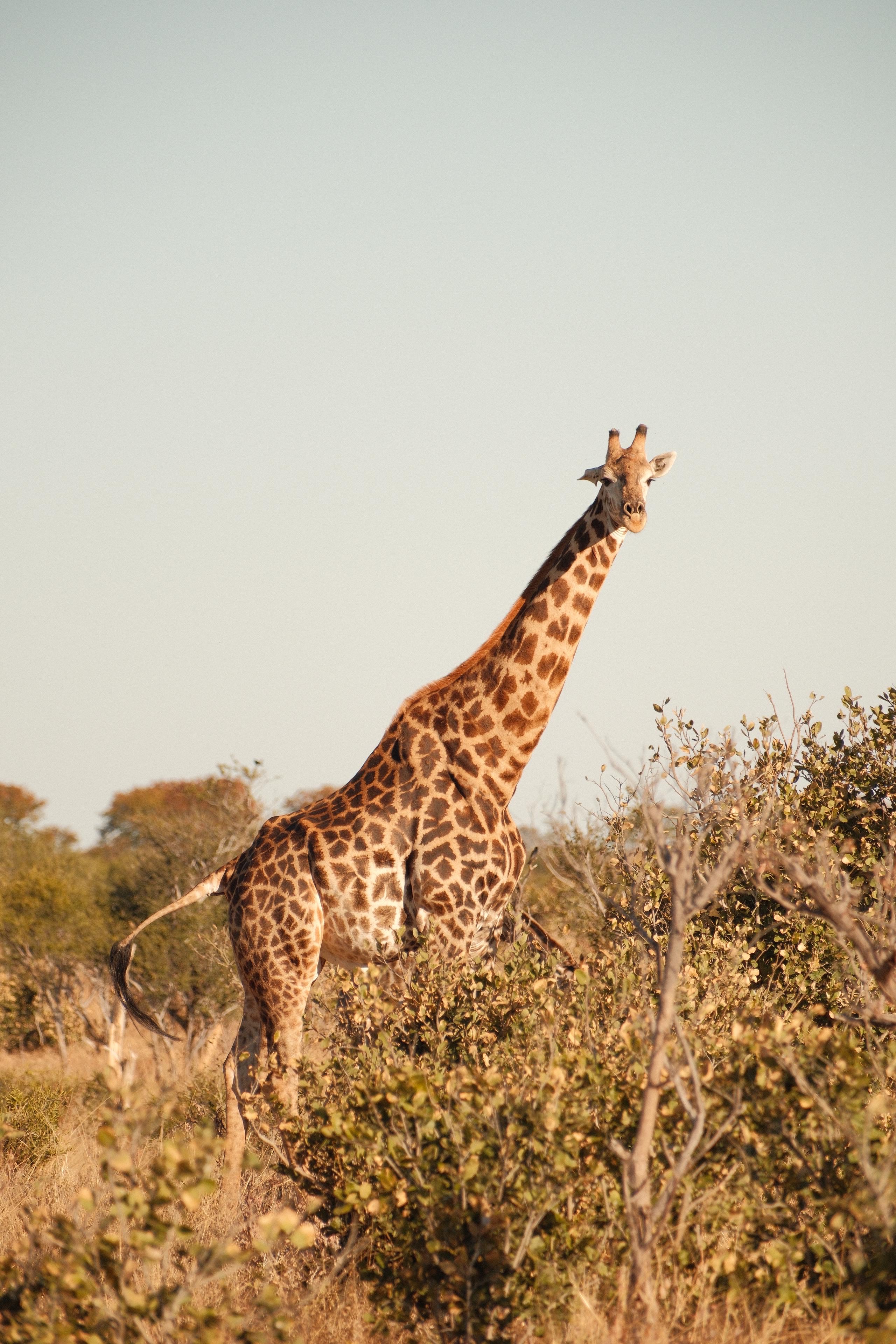 Maxim van Doorn - giraffe close up