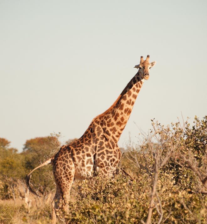 Maxim van Doorn - giraffe close up