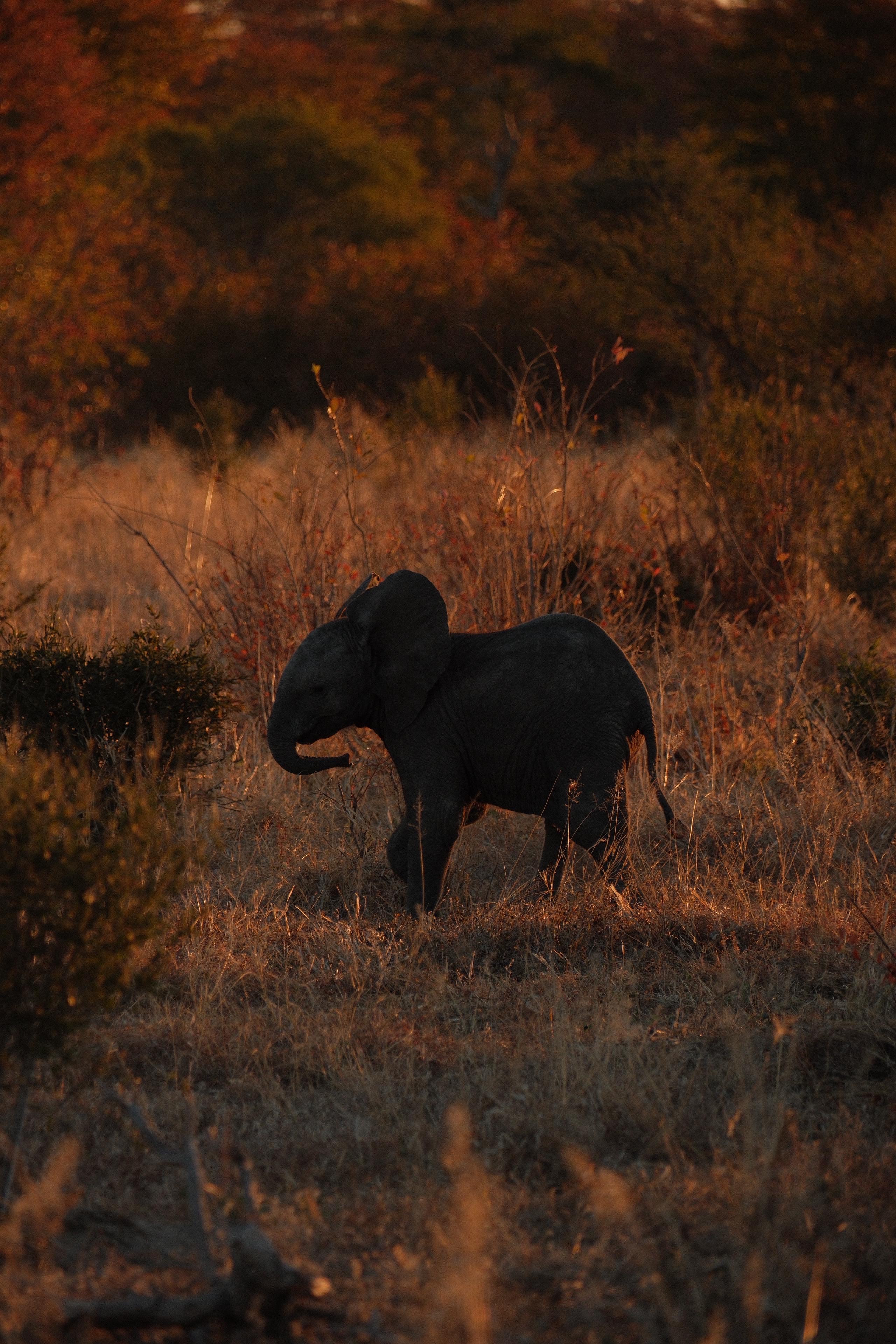 Maxim van Doorn - baby elephant at dusk