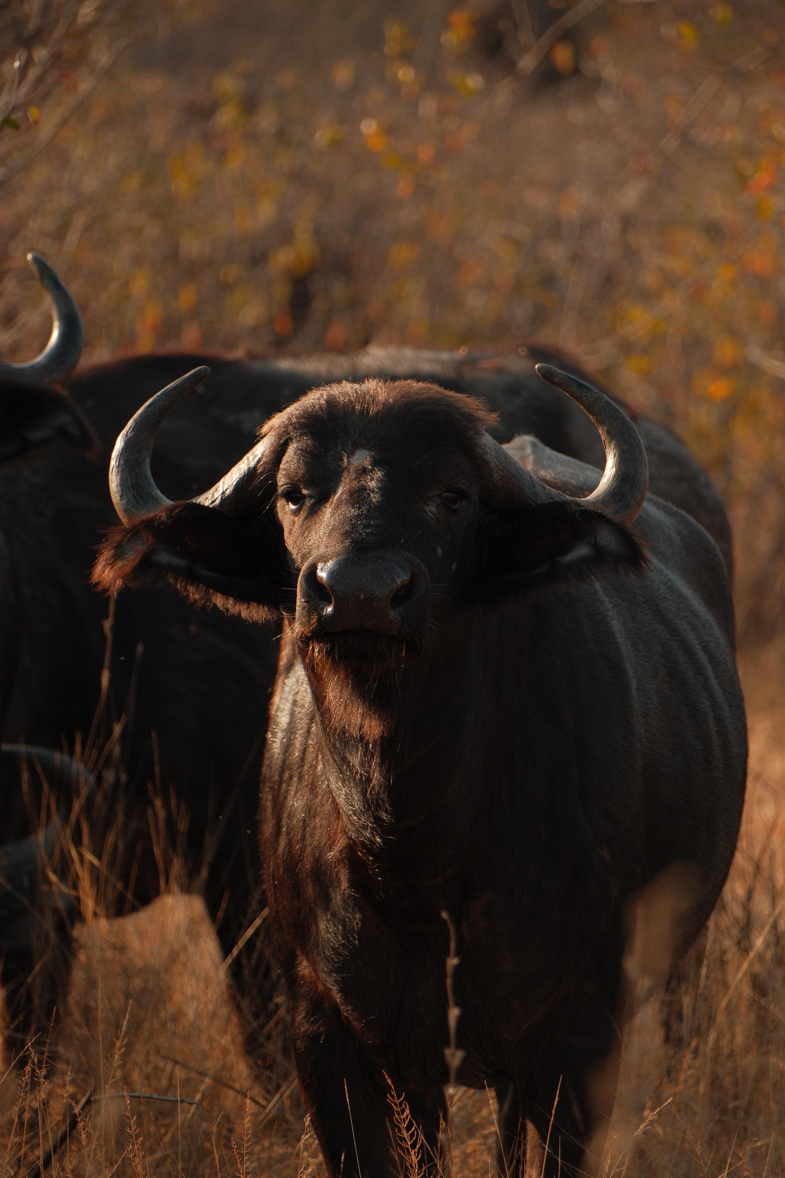 Maxim van Doorn - cape buffalo 