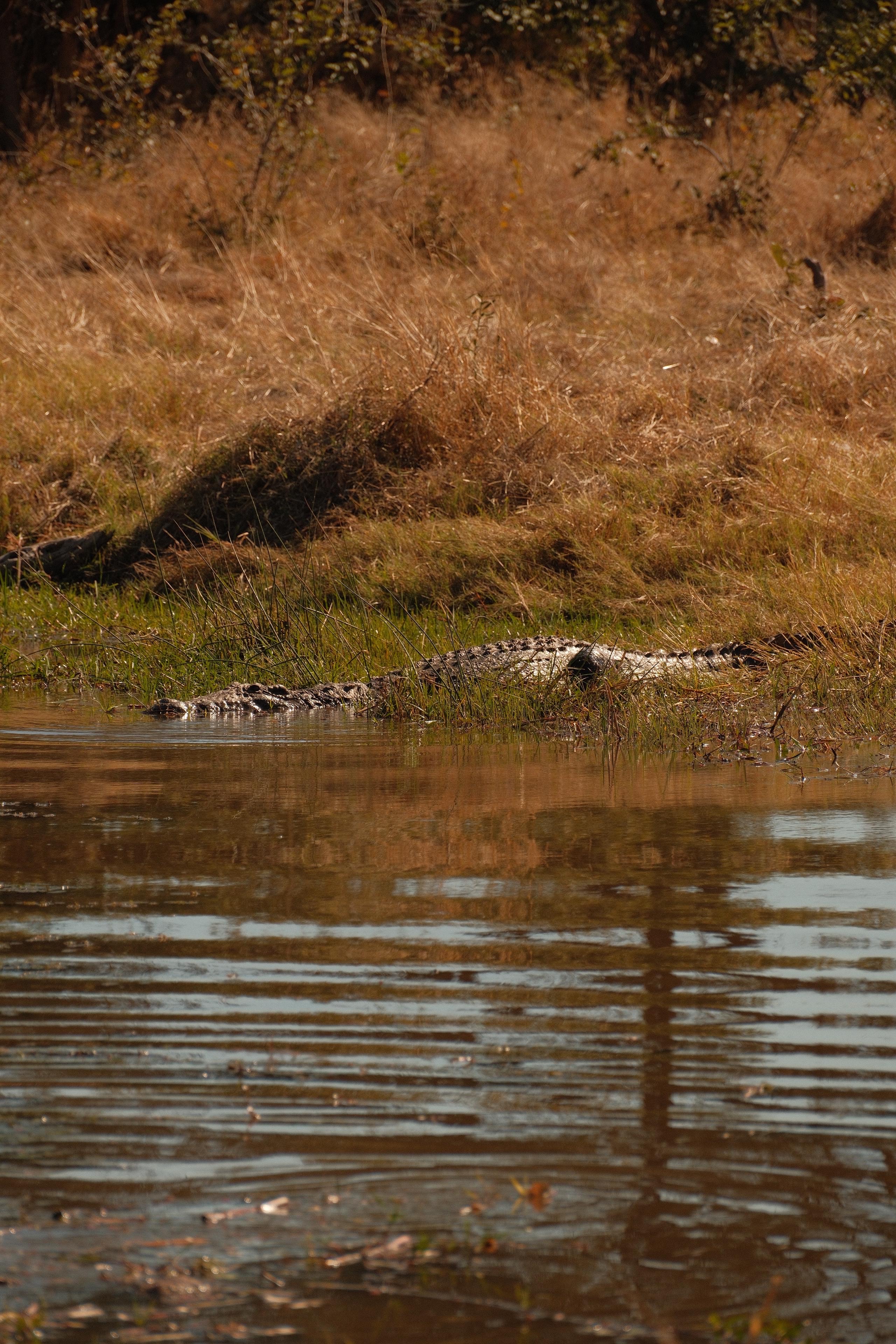 Maxim van Doorn - crocodile in the water