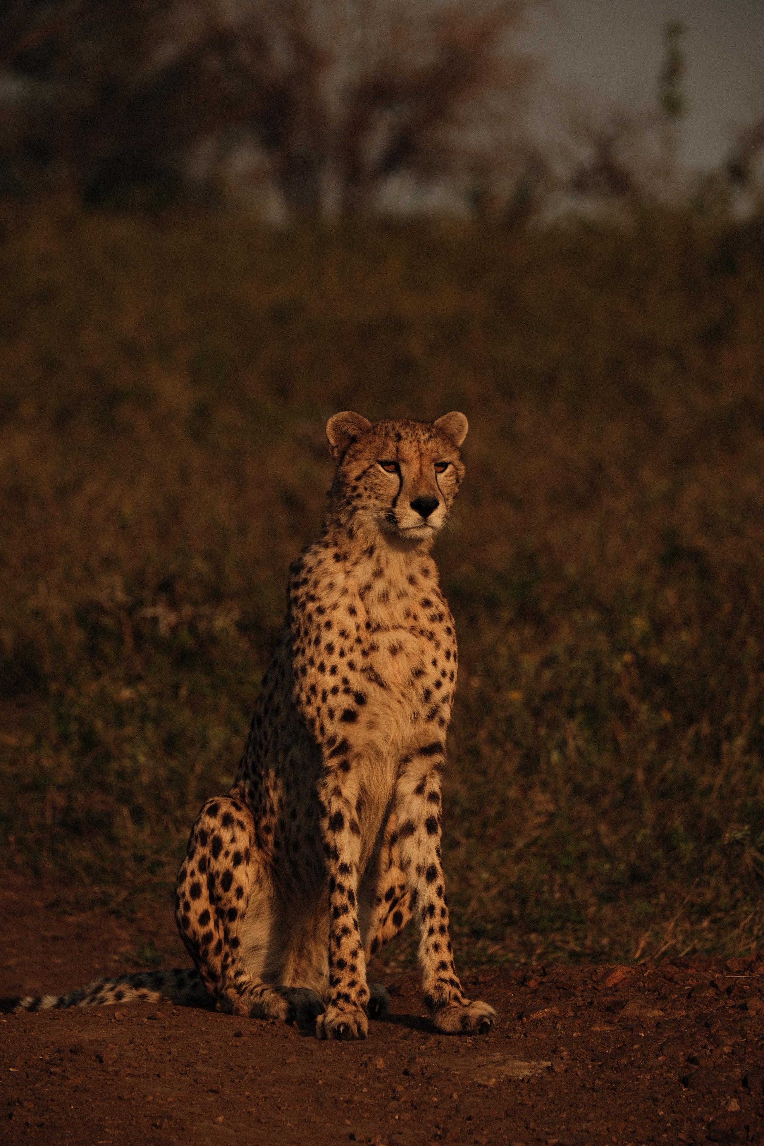 Maxim van Doorn - cheetah basking in the dusk sun