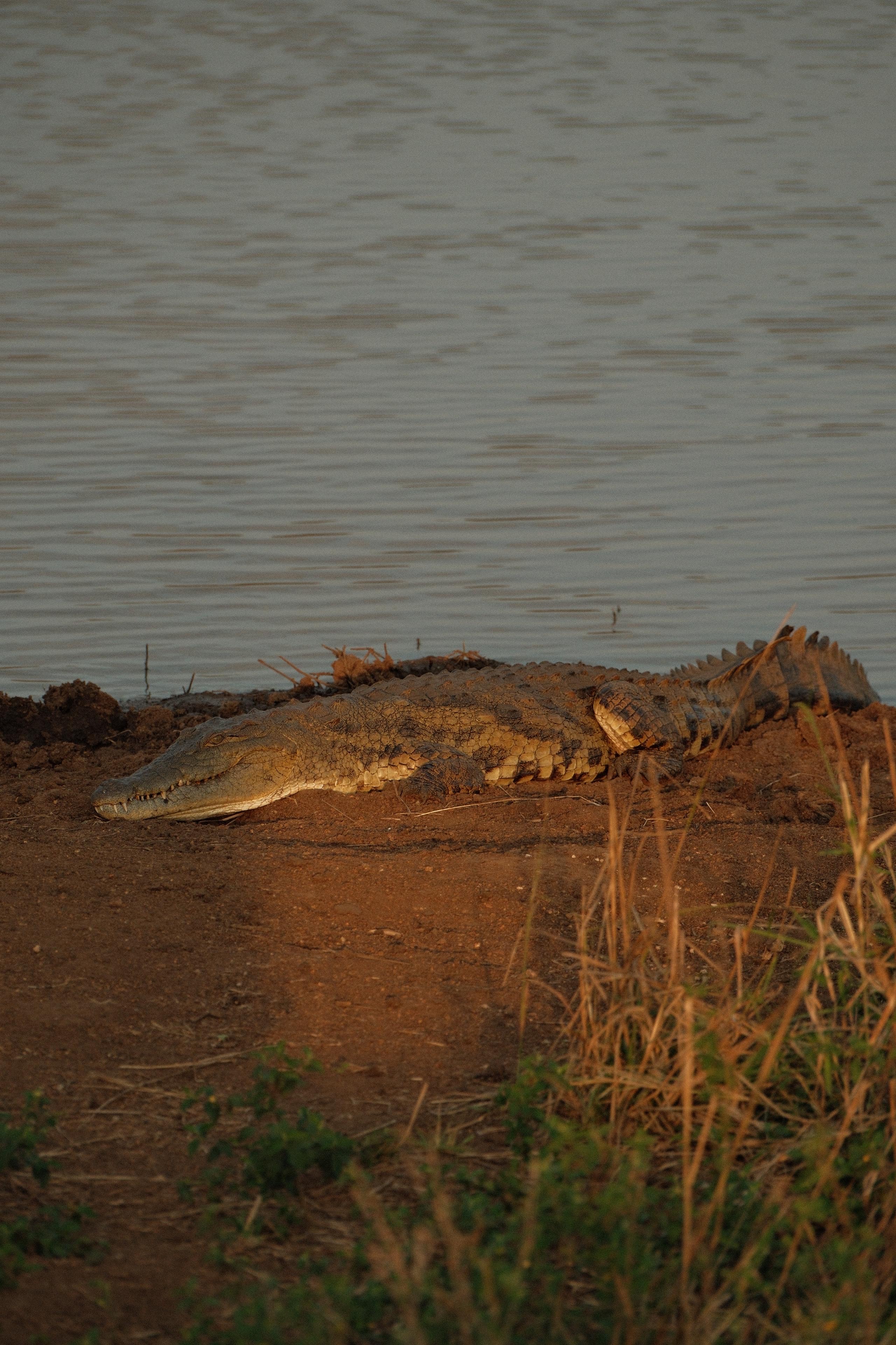 Maxim van Doorn - crocodile close up