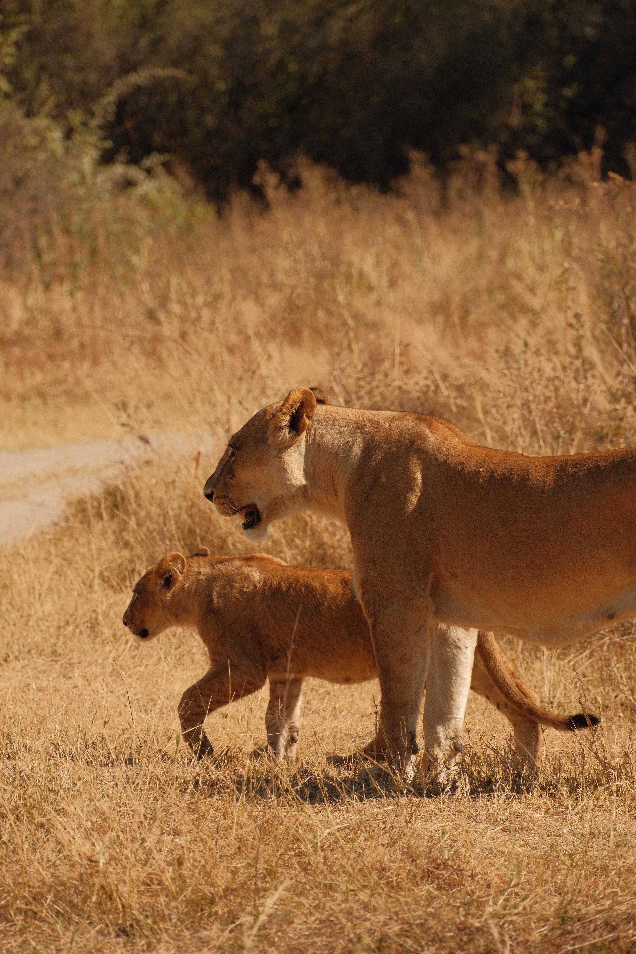 Maxim van Doorn - mother and baby lion 