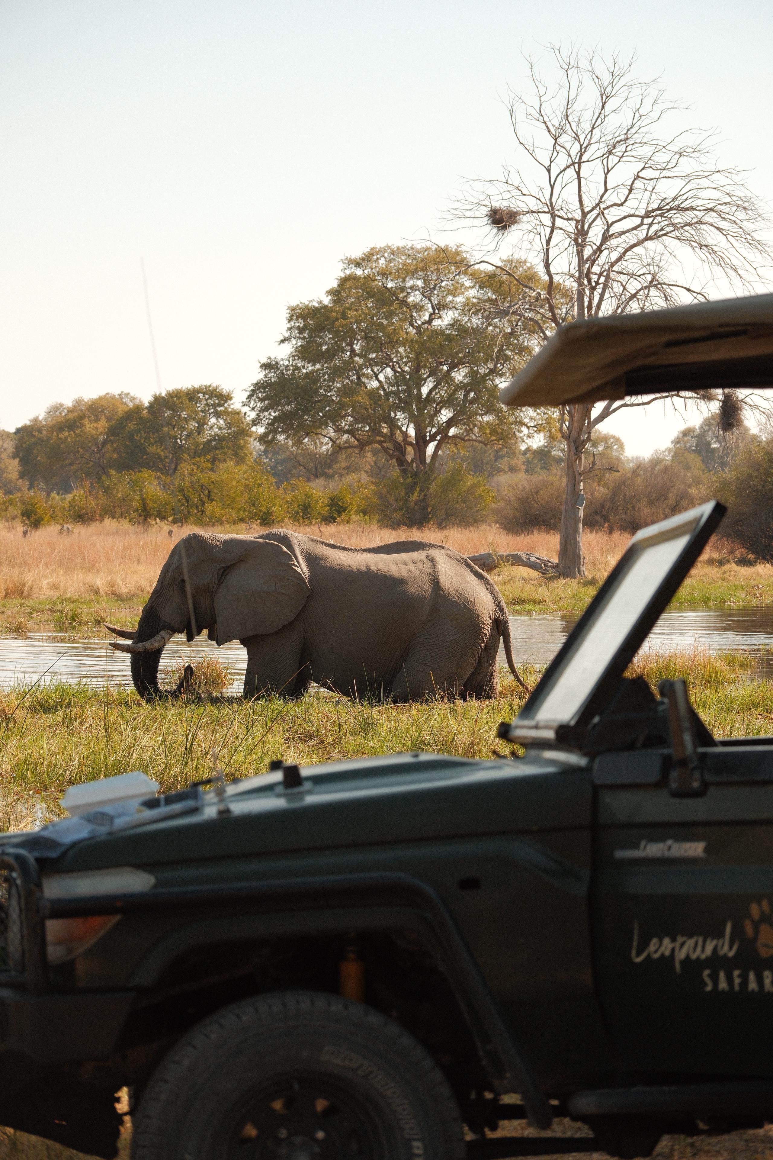 Maxim van Doorn - elephant in the water