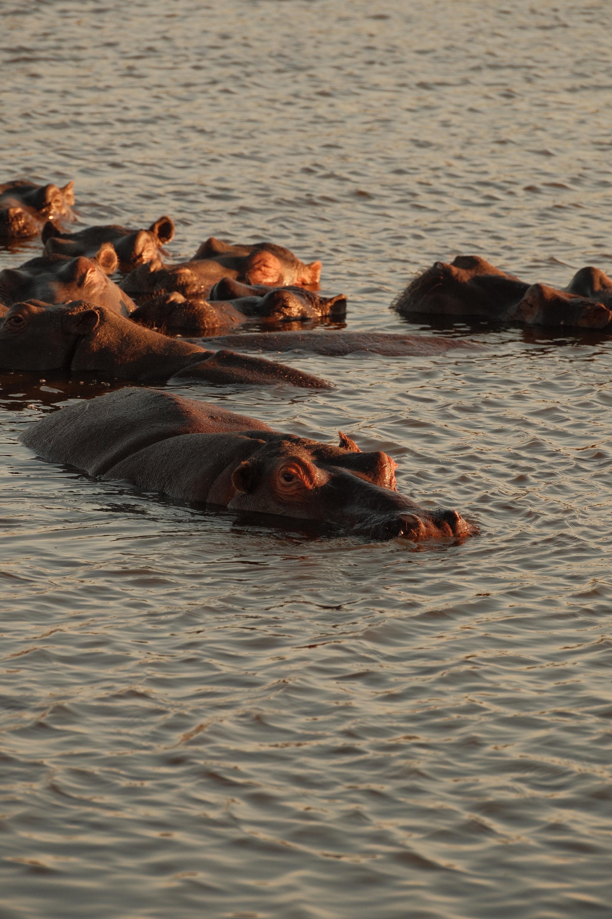 Maxim van Doorn - hippos in the water