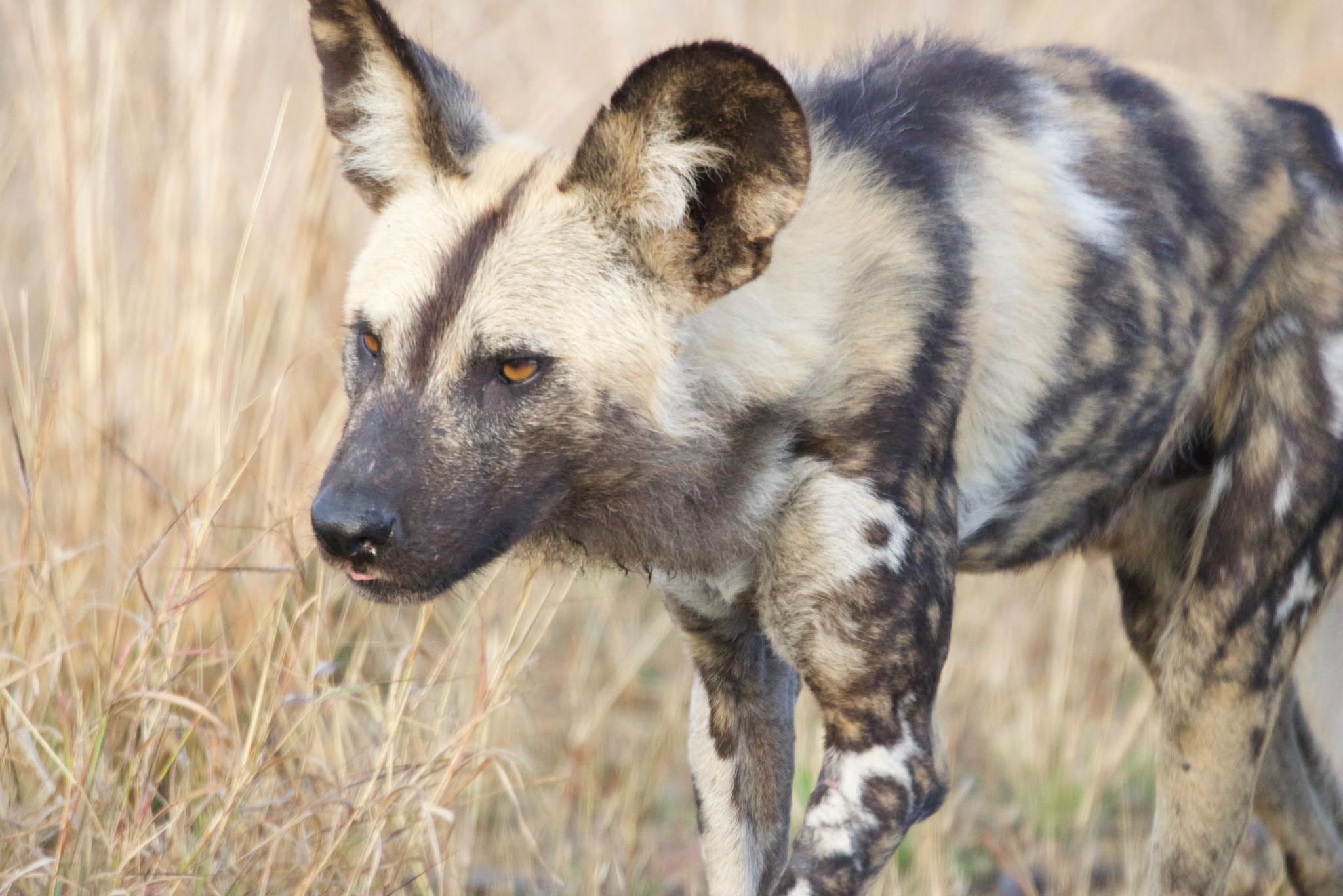 Close-up of wild dog walking through the bush - Shaan Purohit