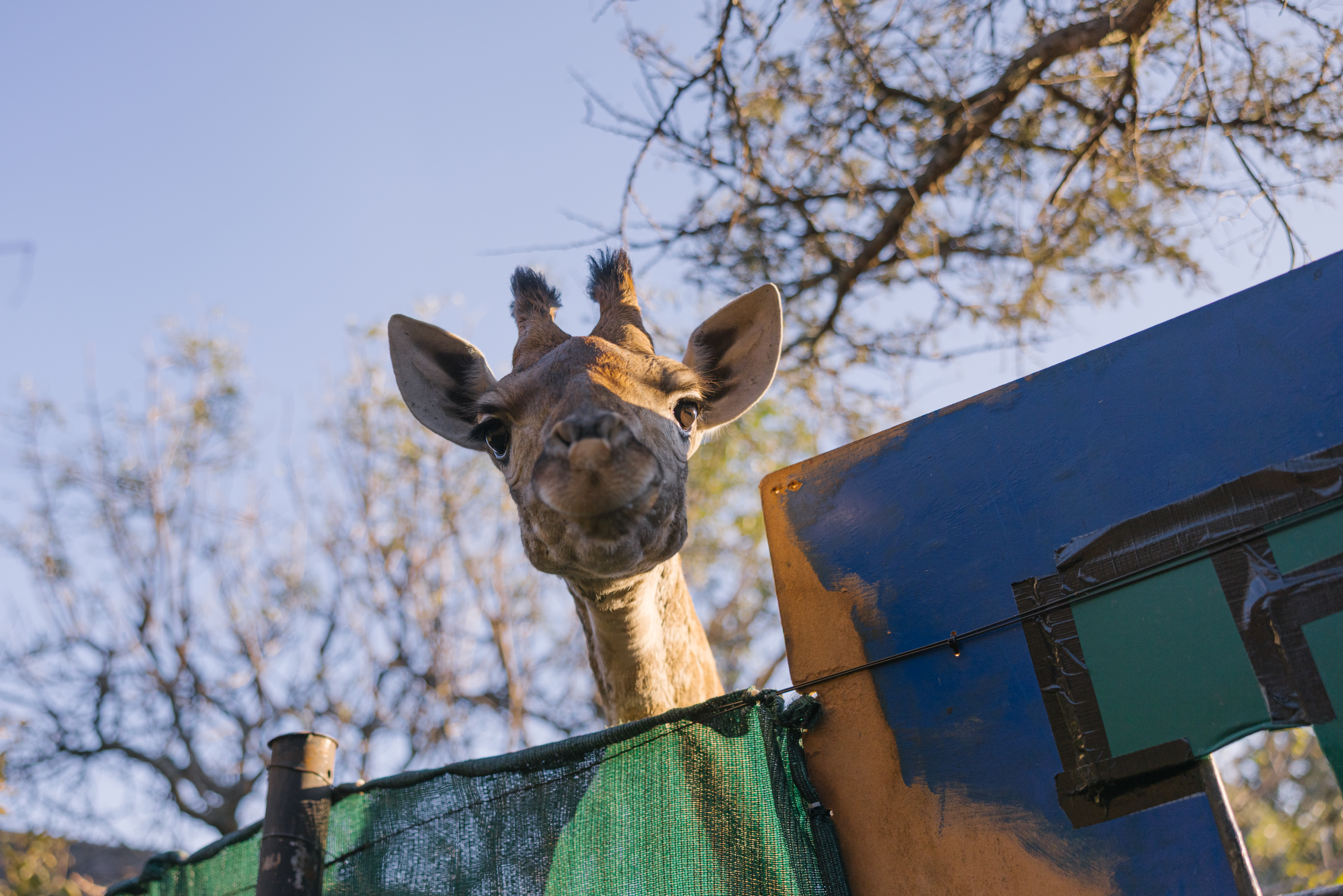 Moholoholo Wildlife Rehabilitation Centre - baby giraffe peering over